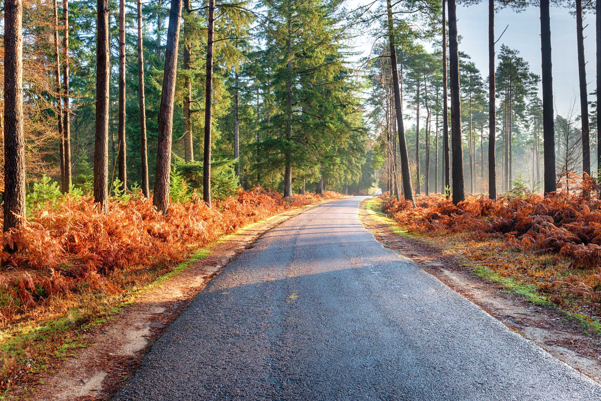 A road meanders through thick forests of green, orange, and red foliage.