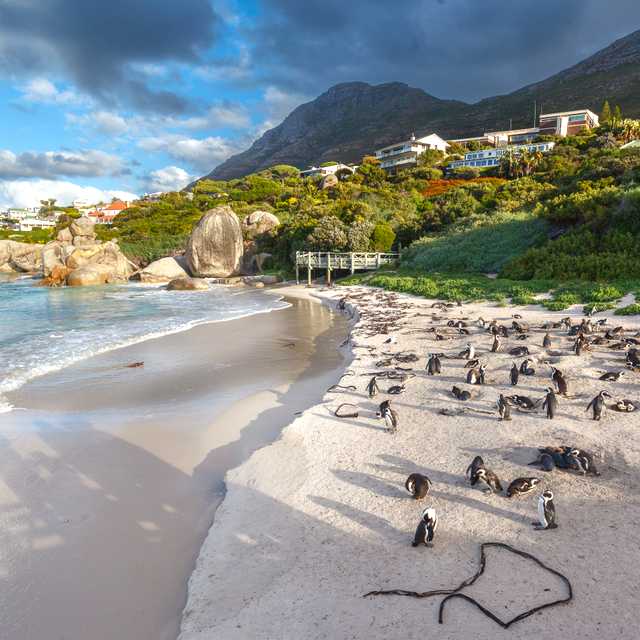 Cape Town to Boulders Beach and Simonās Town: Day trip
