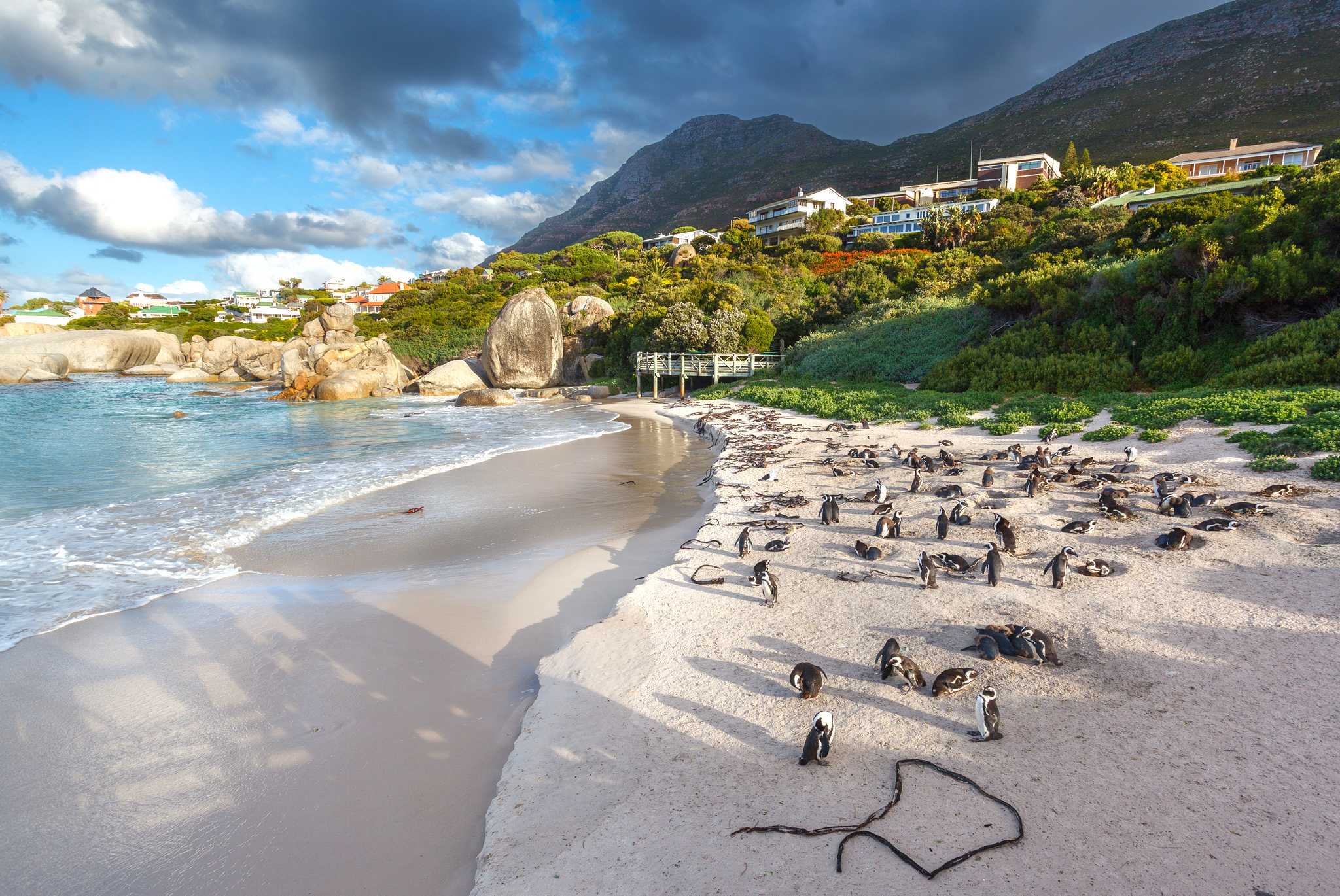 Cape Town to Boulders Beach and Simon’s Town: Day trip