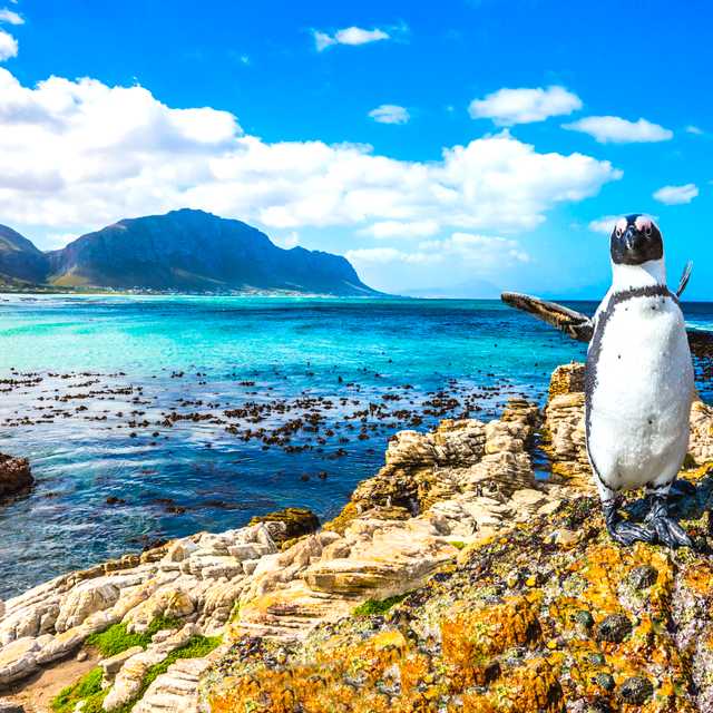 Cape Town to Cape Point: Private day trip
