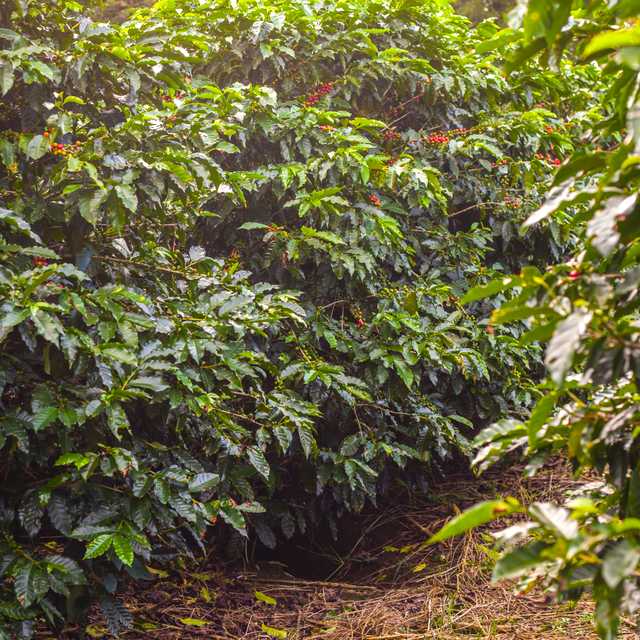 San Jose to Britt Coffee Tour: Private day trip