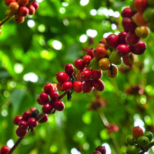 San Jose to Los Chorros Waterfall and Britt Coffee: Day trip