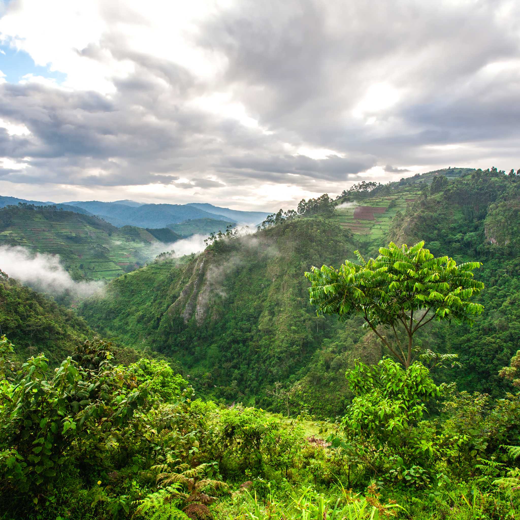 Private car transfers in Uganda from Bwindi Impenetrable National Park
