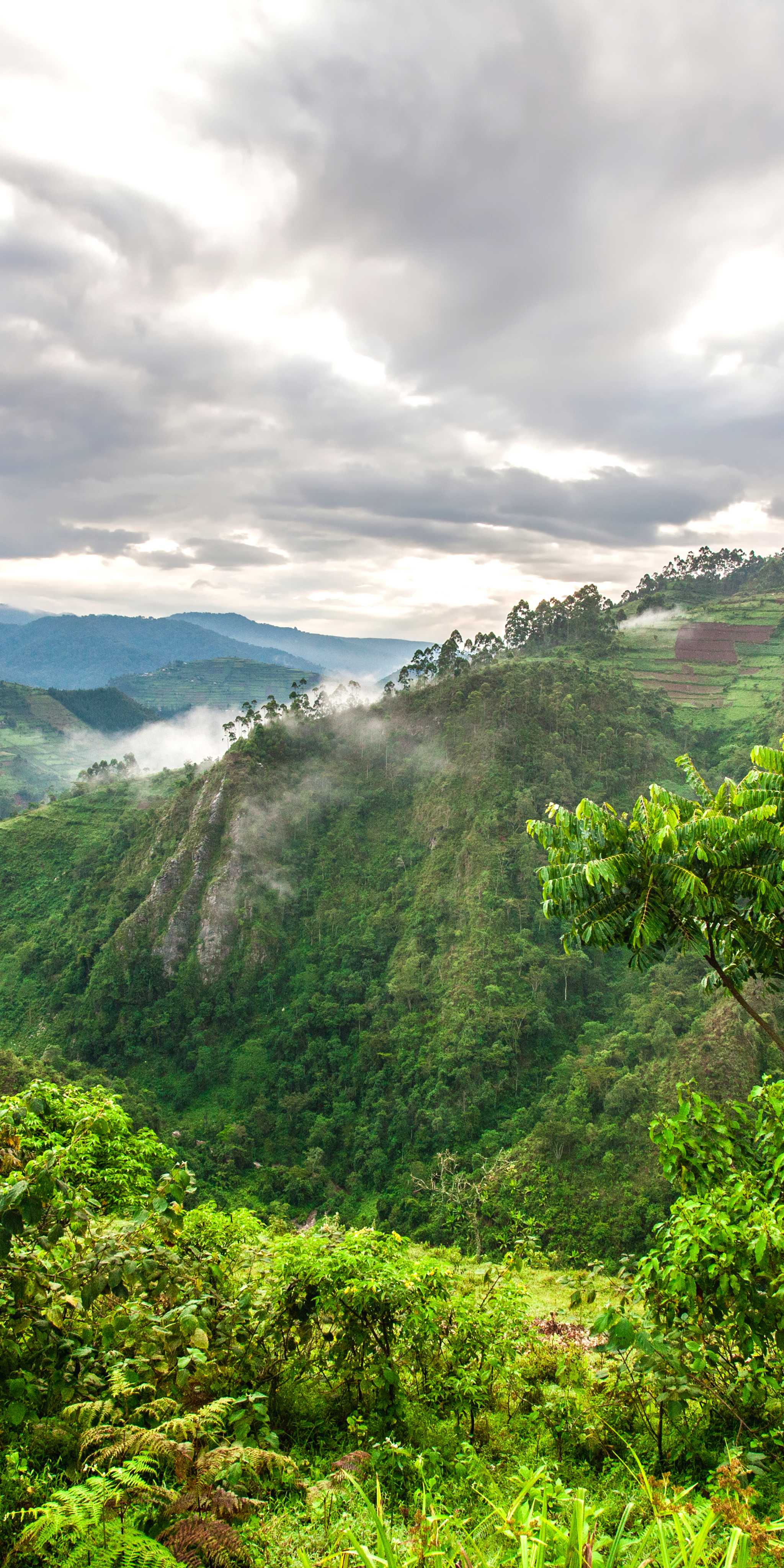 Bwindi Impenetrable National Park