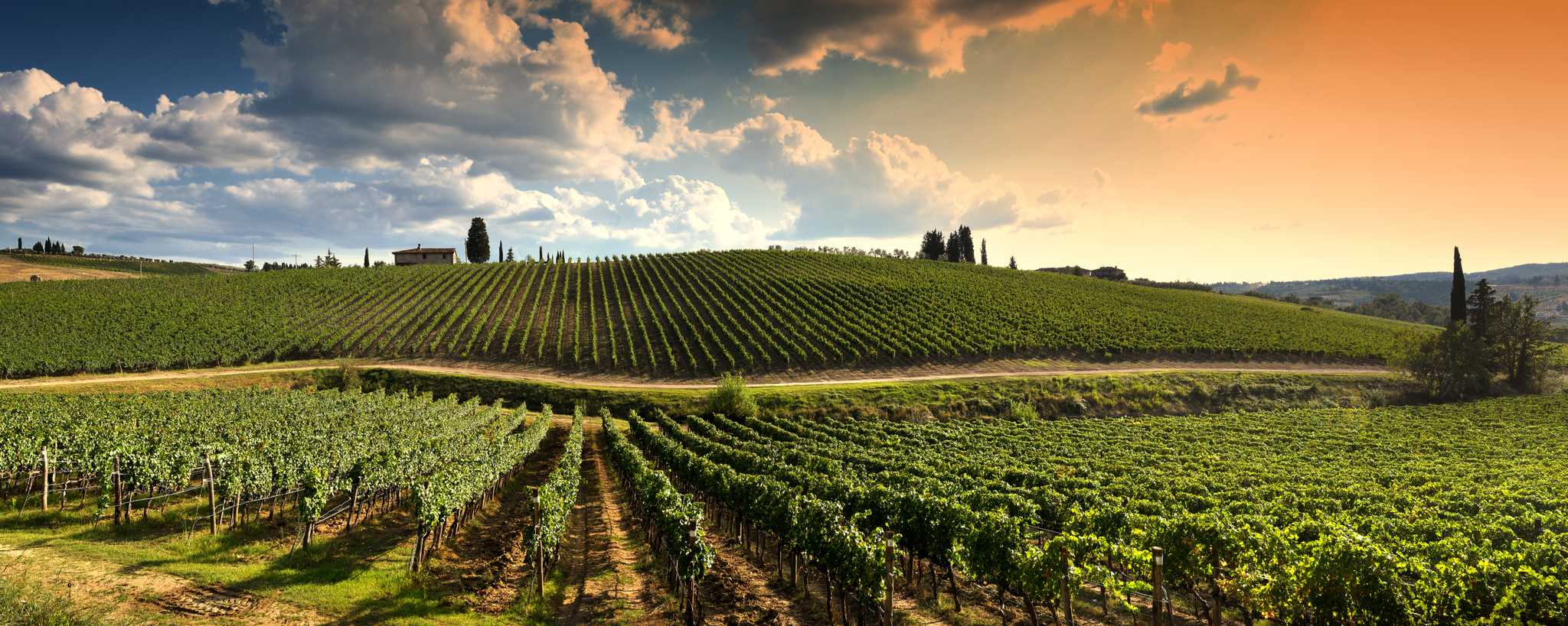 Rows of vines across rolling hills with a farmhouse and cypresses at sunset.
