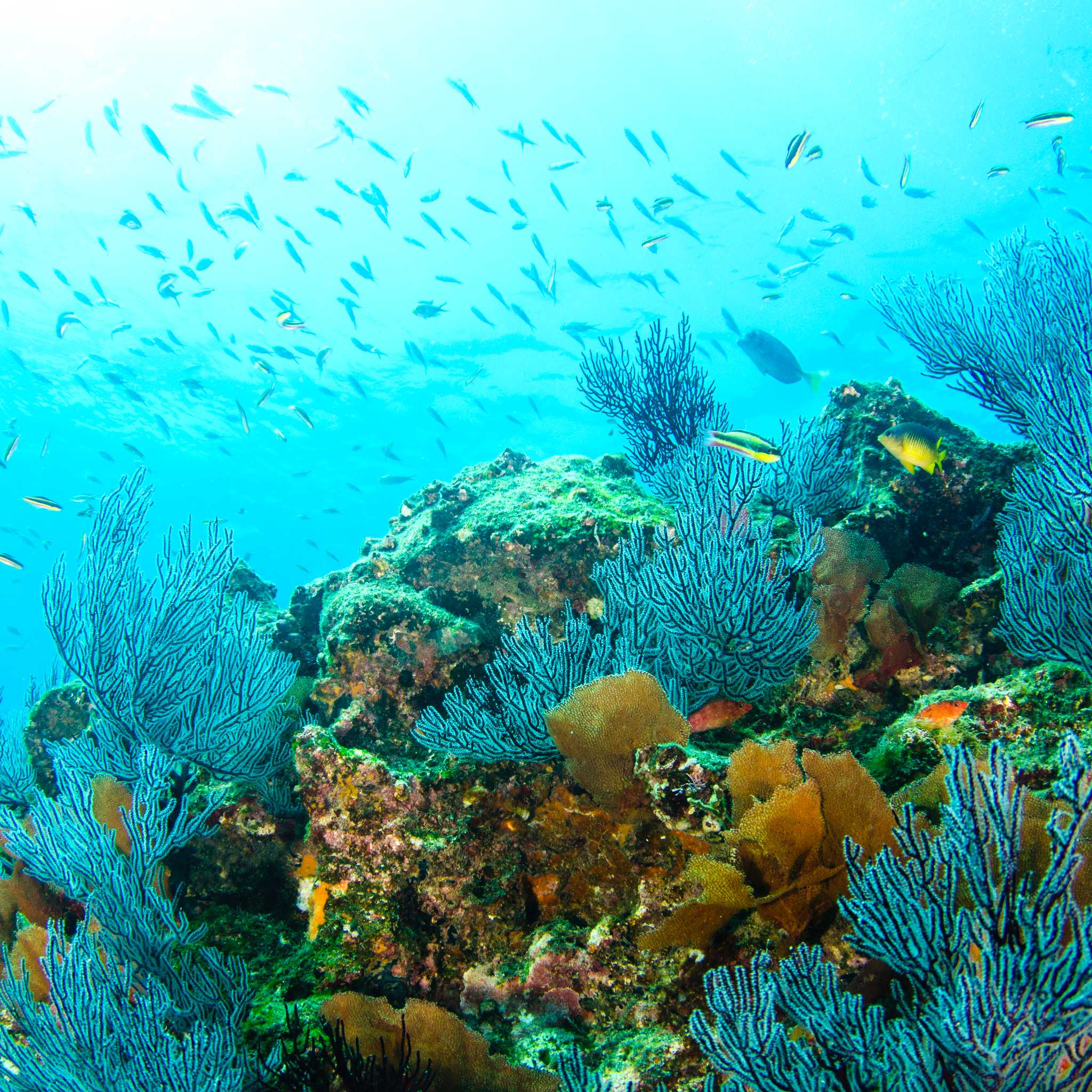Cabo Pulmo National Park
