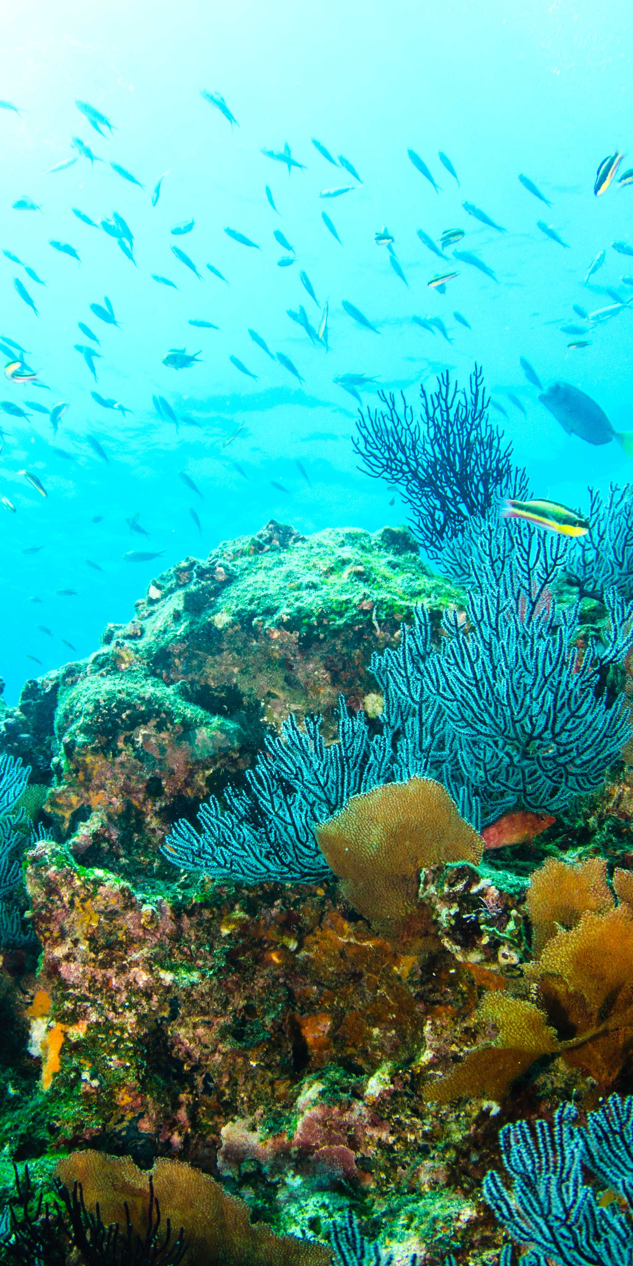 Cabo Pulmo National Park