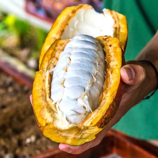 Talamanca to the Museo de Cacao and Cahuita: Day trip