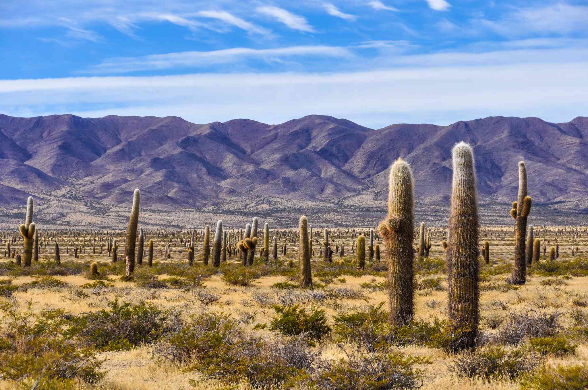 Blick auf die Landschaft von Cachi - private Tagesreise von Salta - Foto 3
