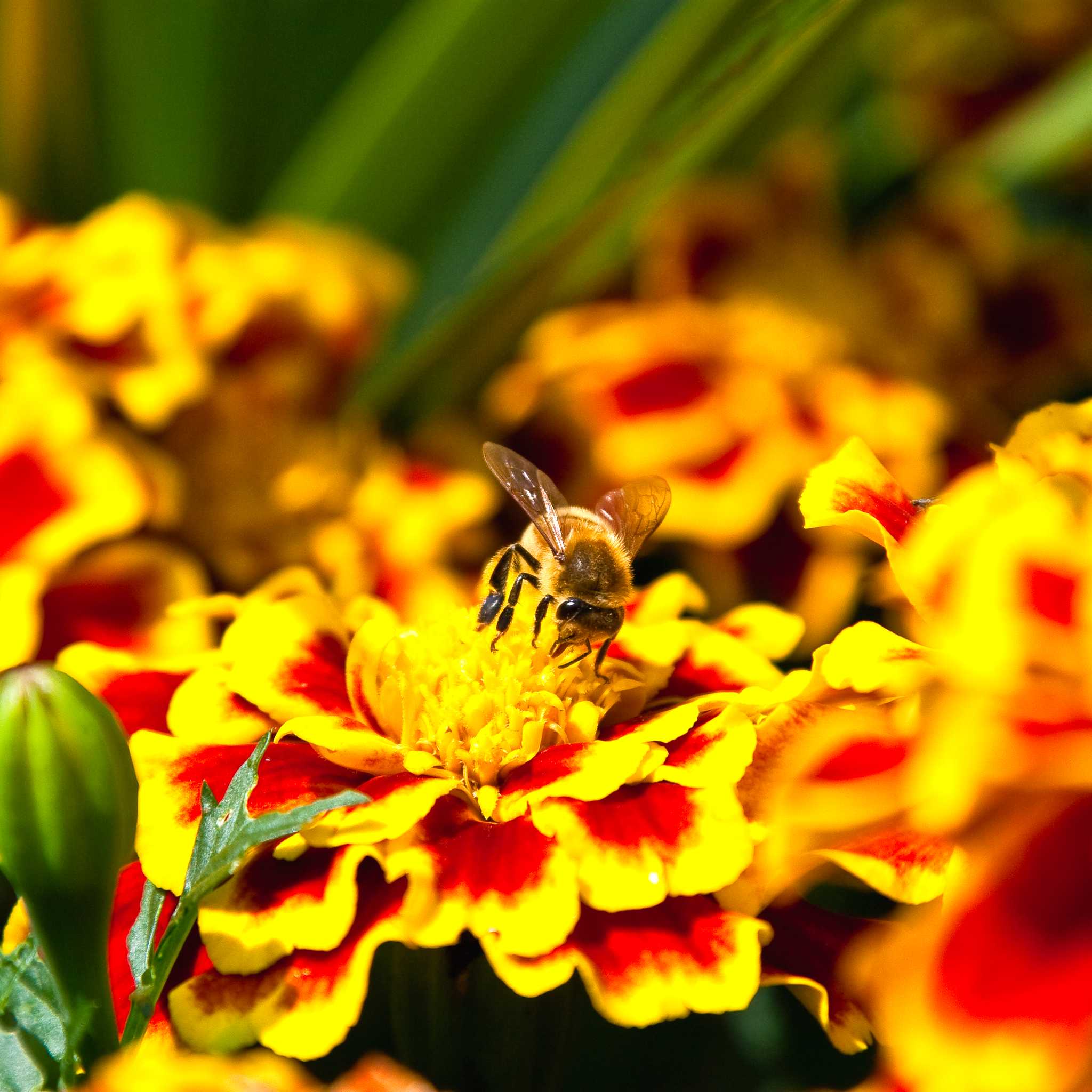 케이펠 매너 가든