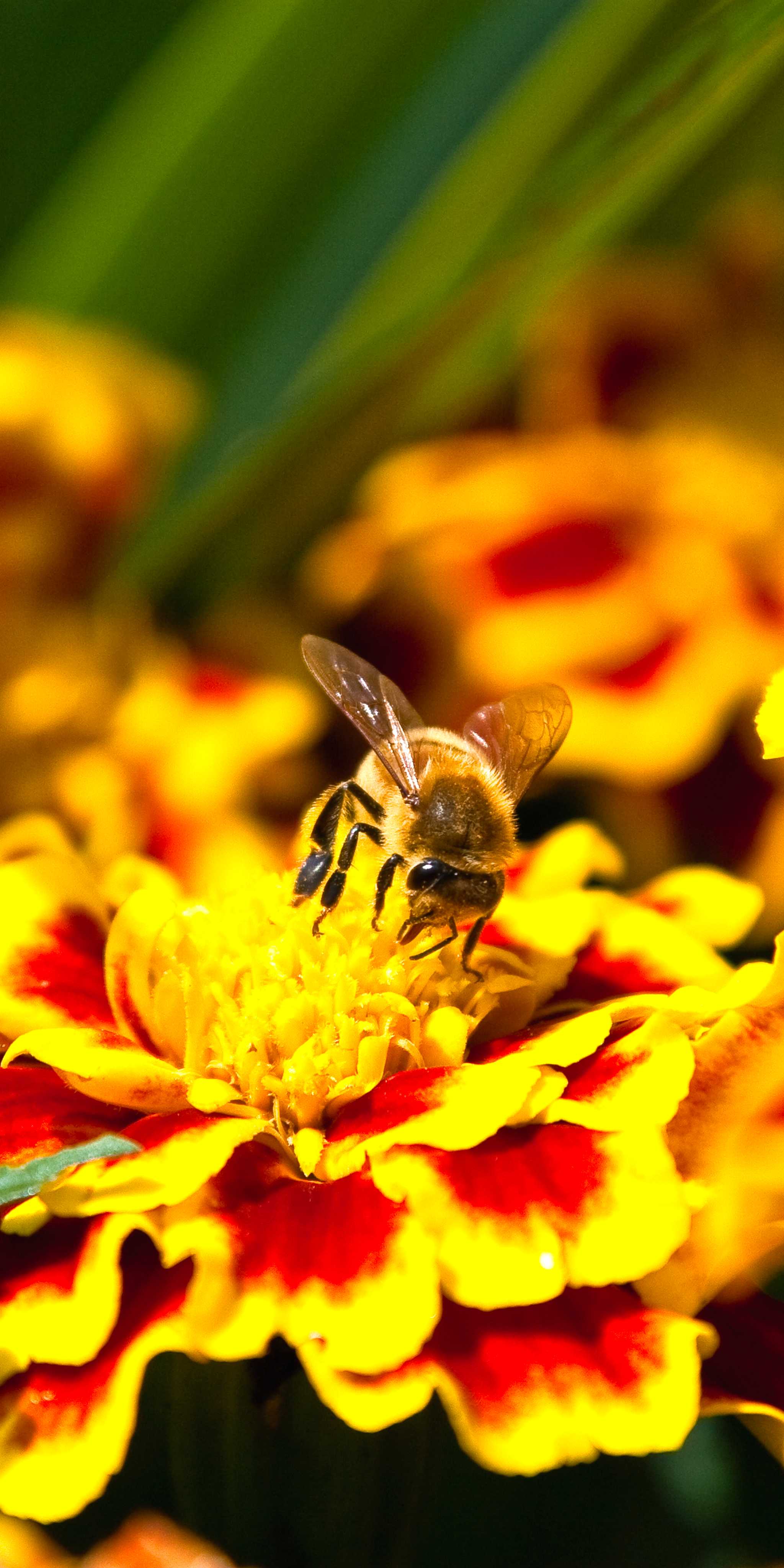 케이펠 매너 가든