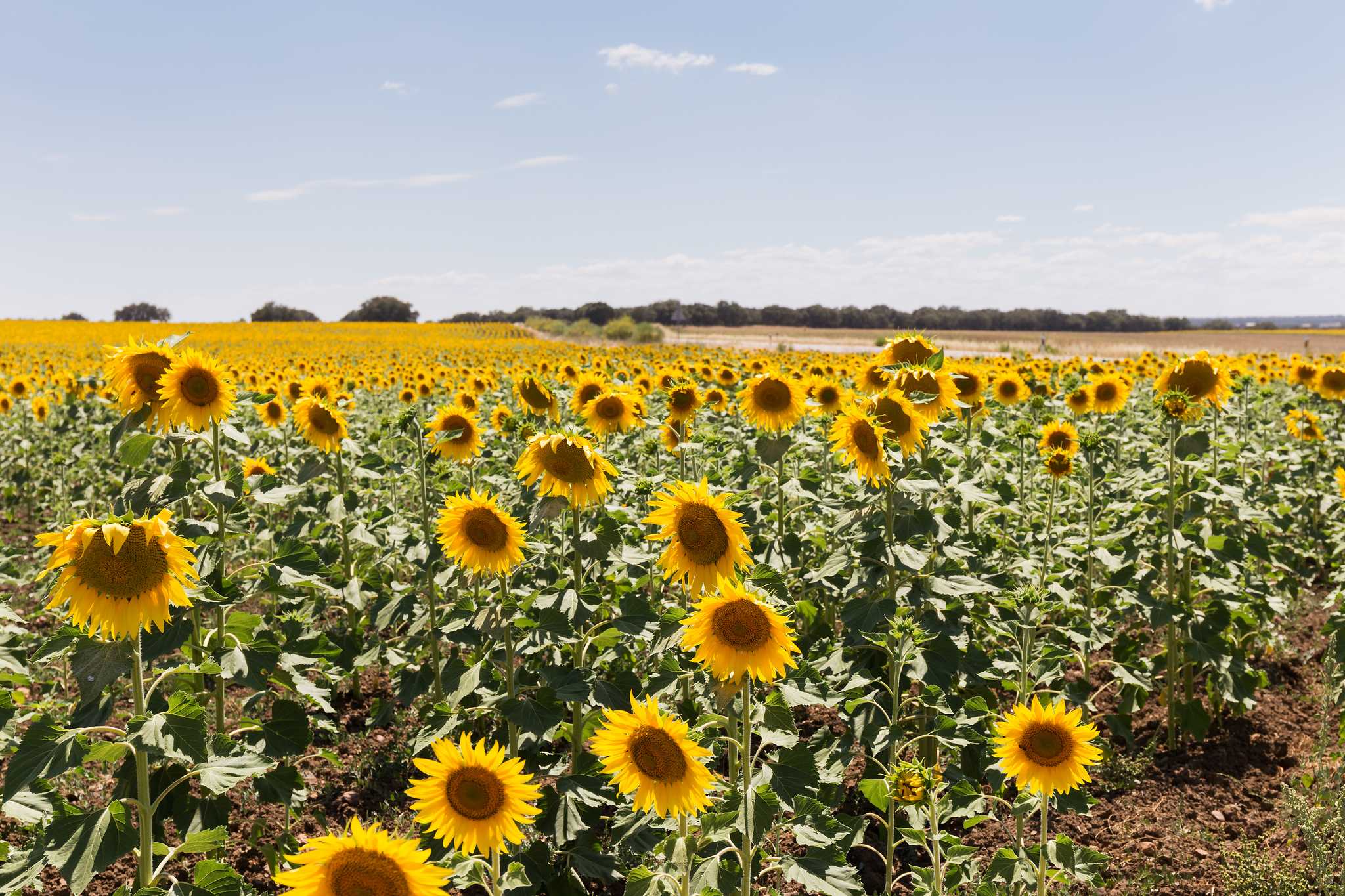 Parada no itinerário em Carmona sunflower field em viagem particular de um dia a partir de Seville