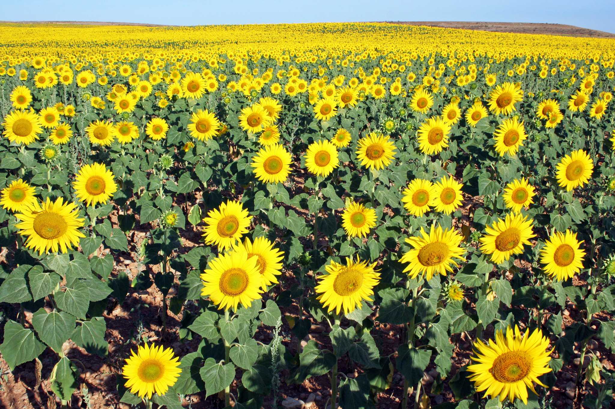 Parada no itinerário em Carmona sunflower field em viagem particular de um dia a partir de Seville