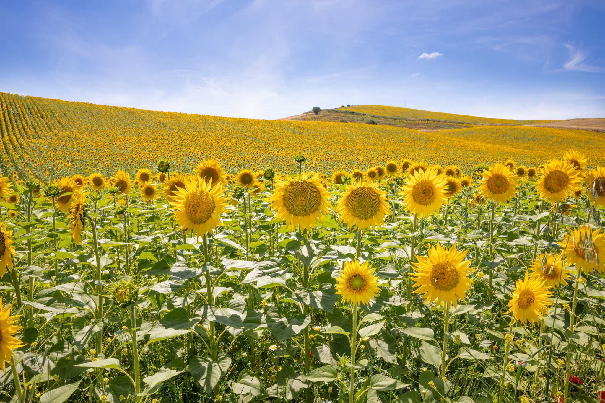 Parada no itinerário em Carmona sunflower field em viagem particular de um dia a partir de Seville
