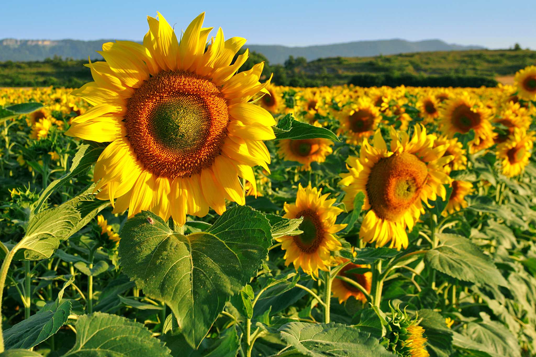Parada no itinerário em Carmona sunflower field em viagem particular de um dia a partir de Seville