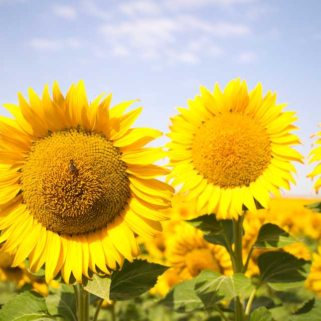 Seville to Carmona sunflowers: Private day trip