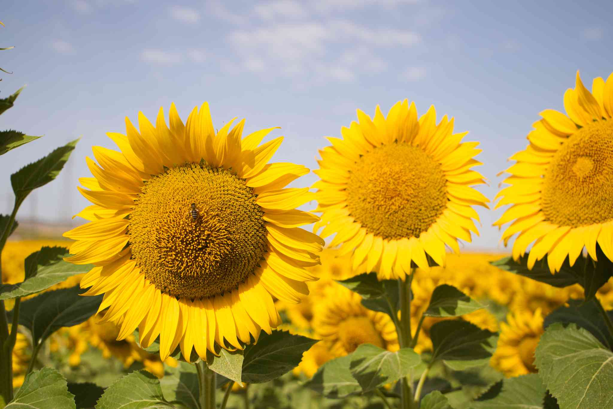 Blick auf die Landschaft von Seville - private Tagesreise von Seville - Foto 1