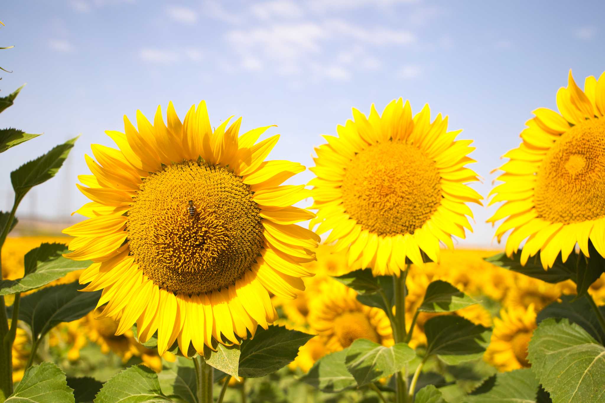 Private Tagesausflug-Option von Seville