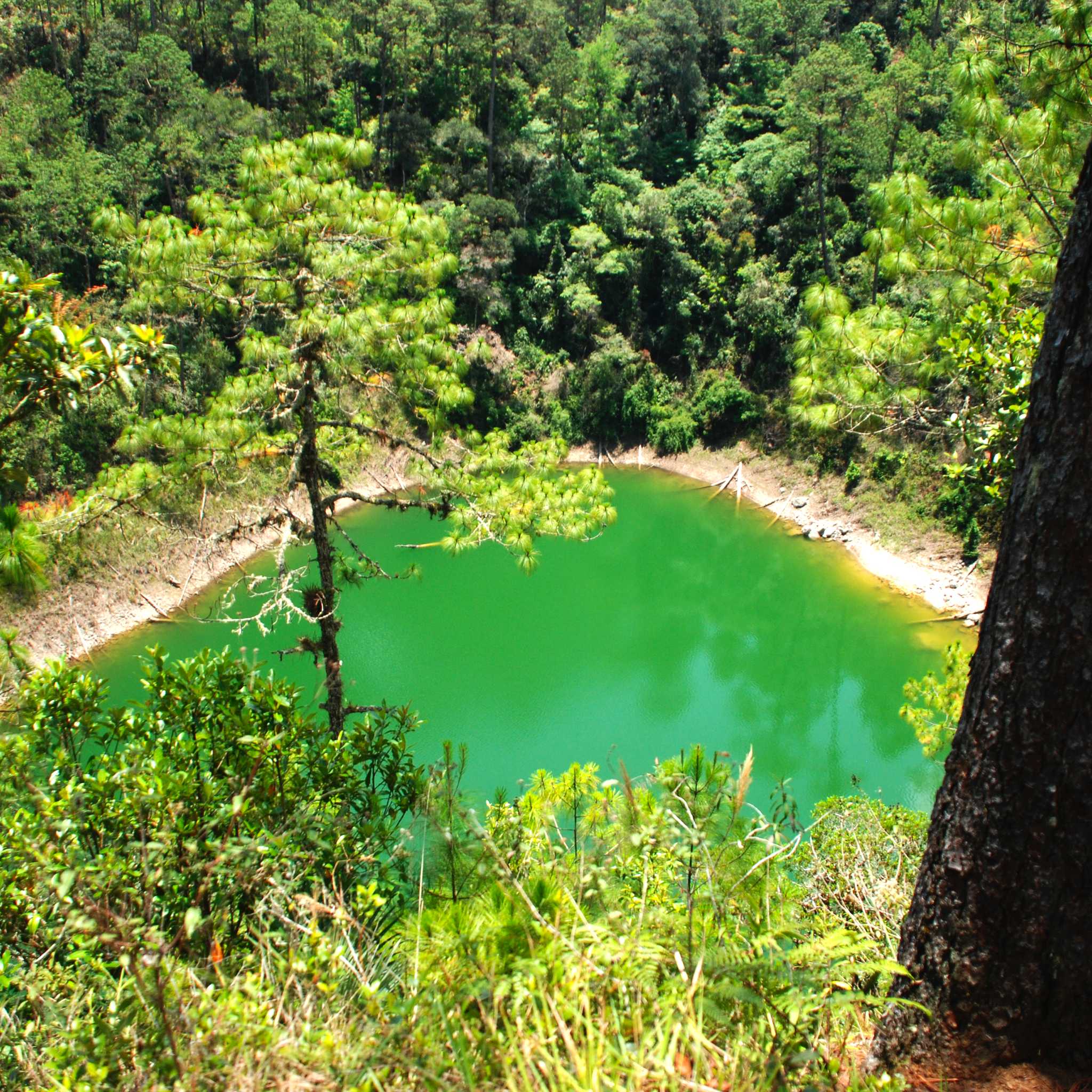 米格尔·科罗纳多水坑