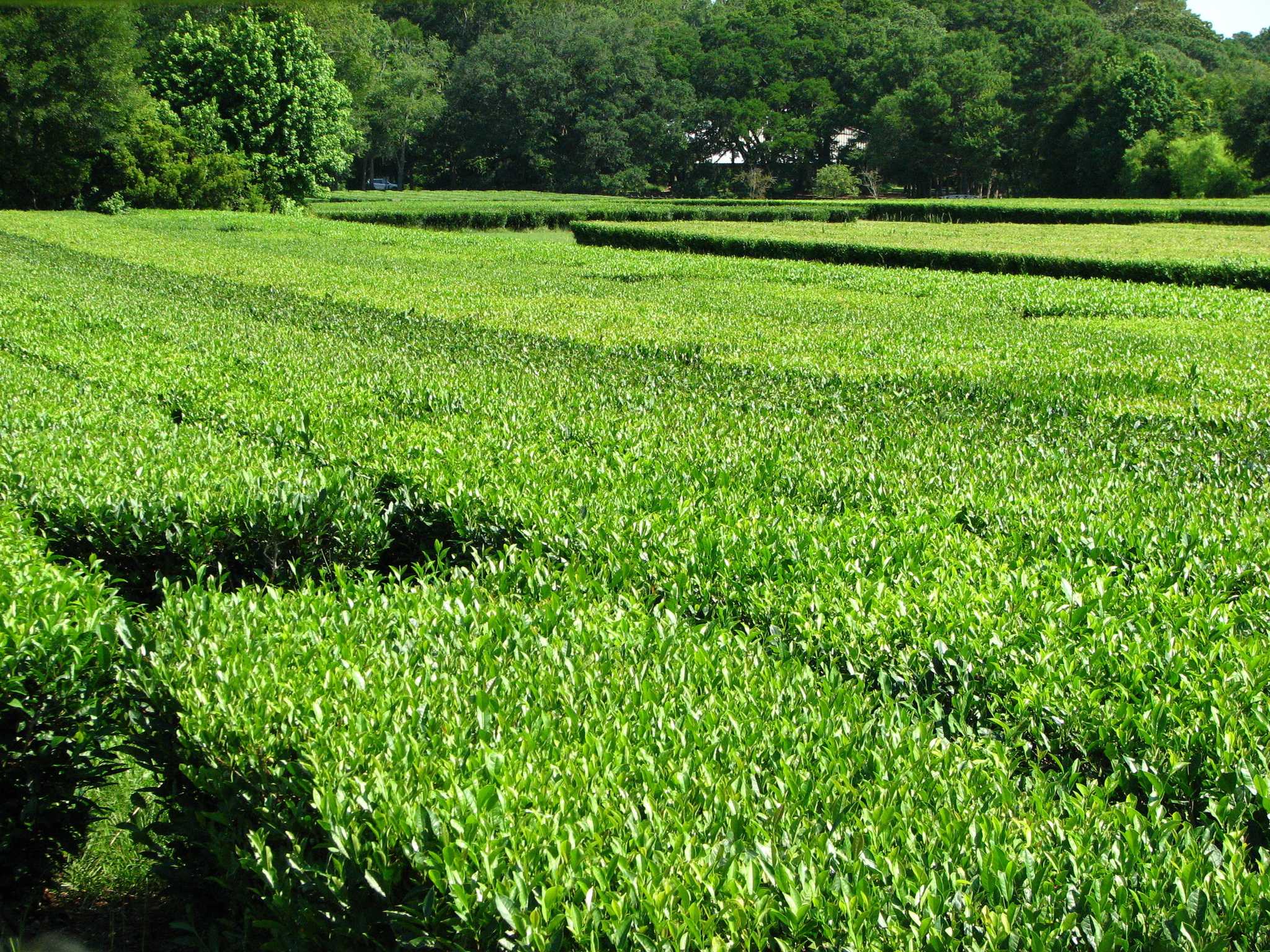 Visit Charleston Tea Garden on the way from jacksonville-fl-us to charleston-sc-us with Daytrip