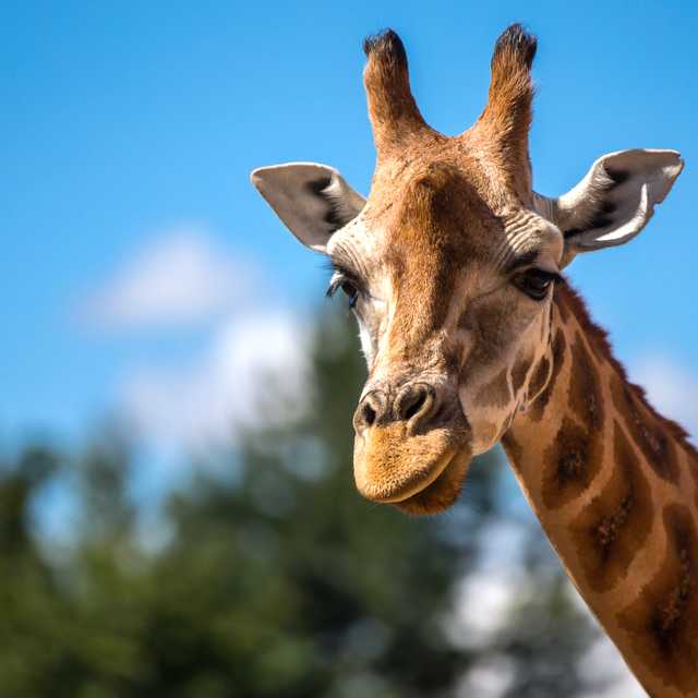 Liverpool to Chester Zoo: Private day trip