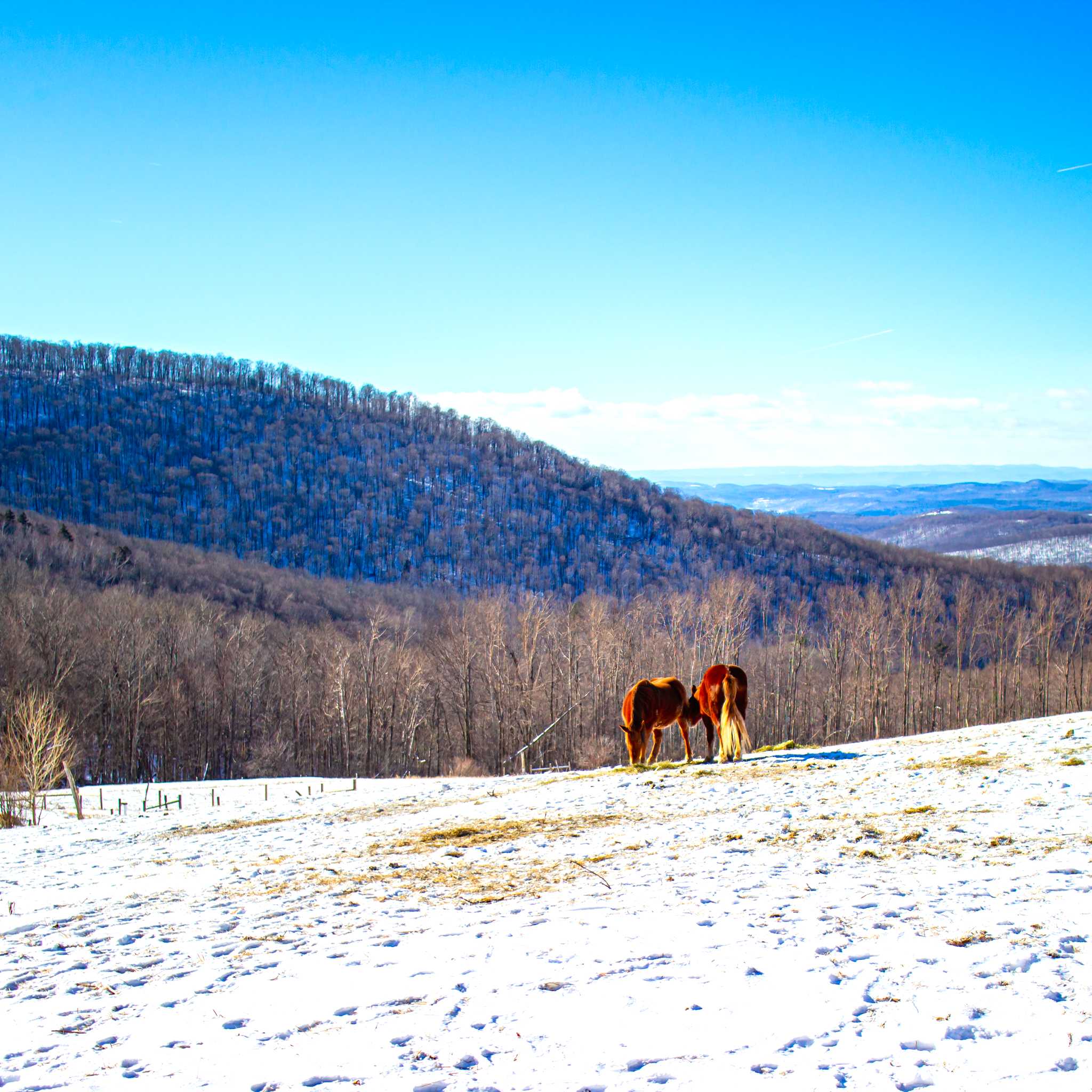 Chestnut Mountain Resort