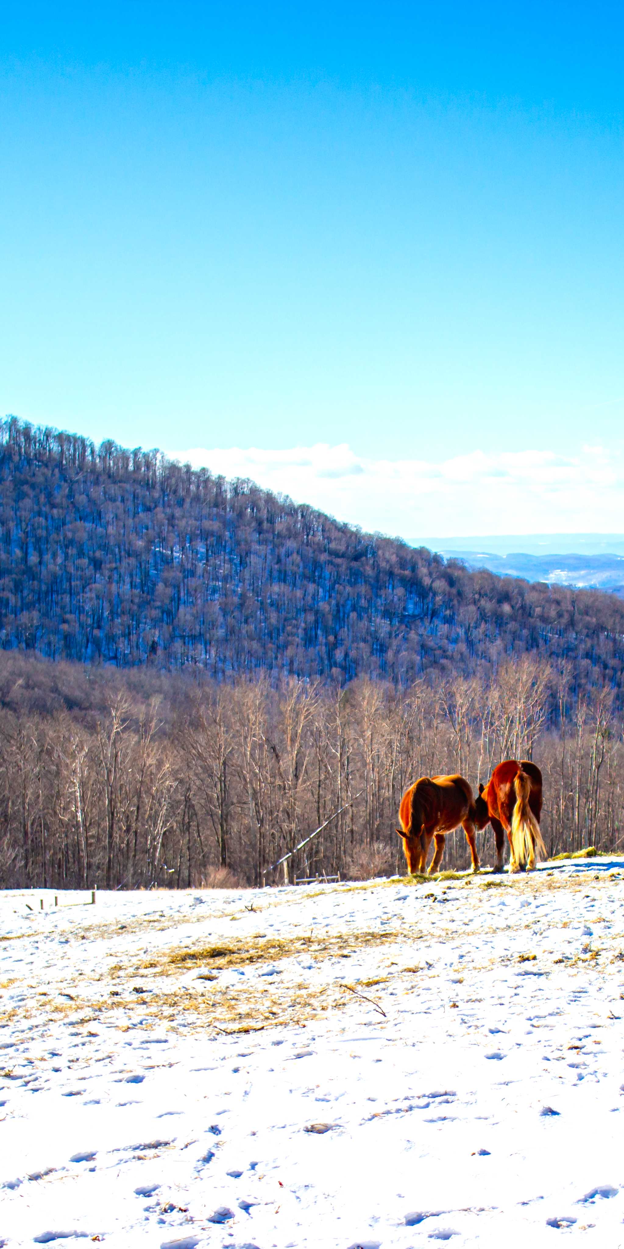 Chestnut Mountain Resort