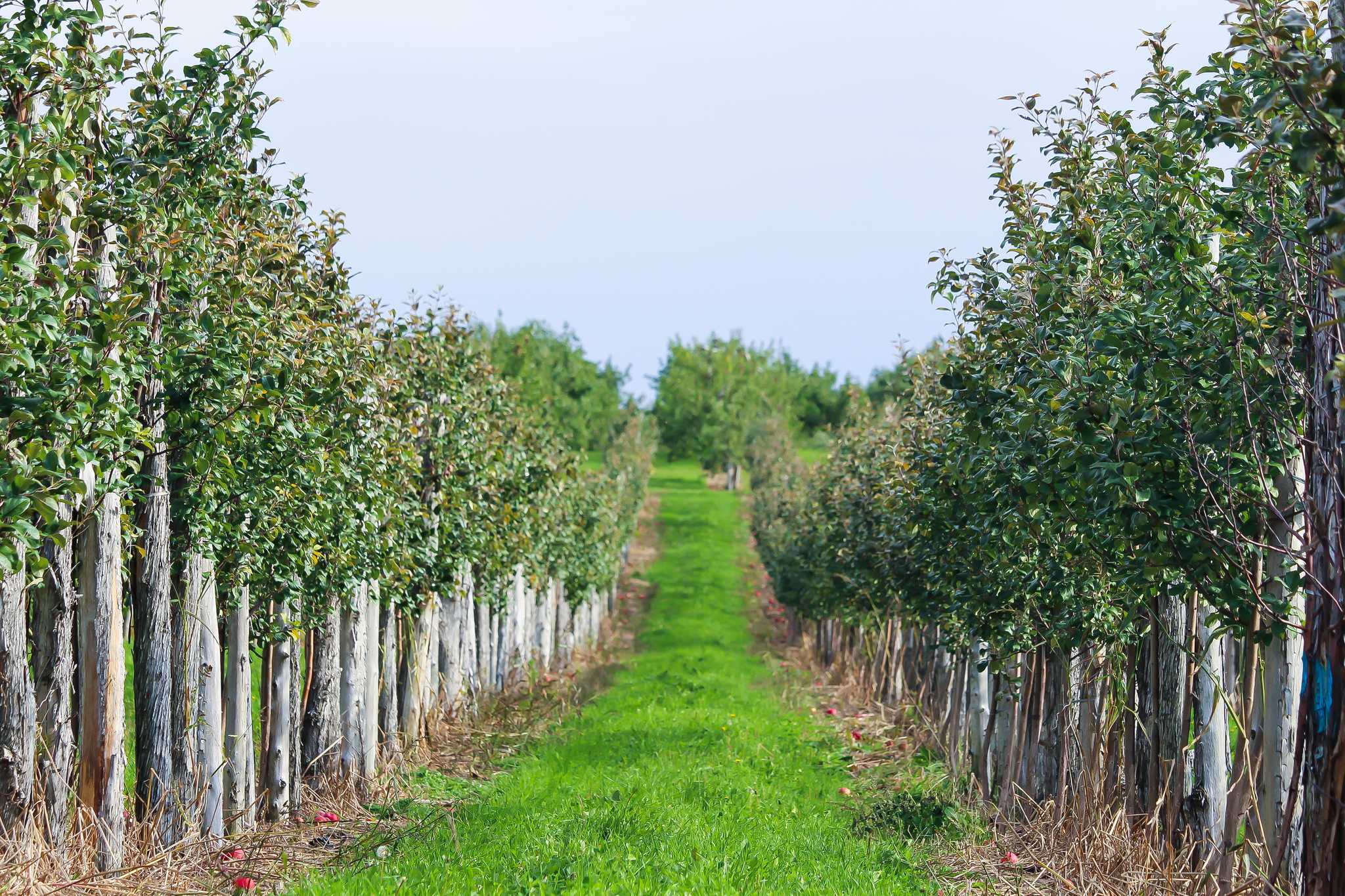 Visit Cidrerie Michel Jodoin on the way from albany-ny-us to quebec-city-qc-ca with Daytrip