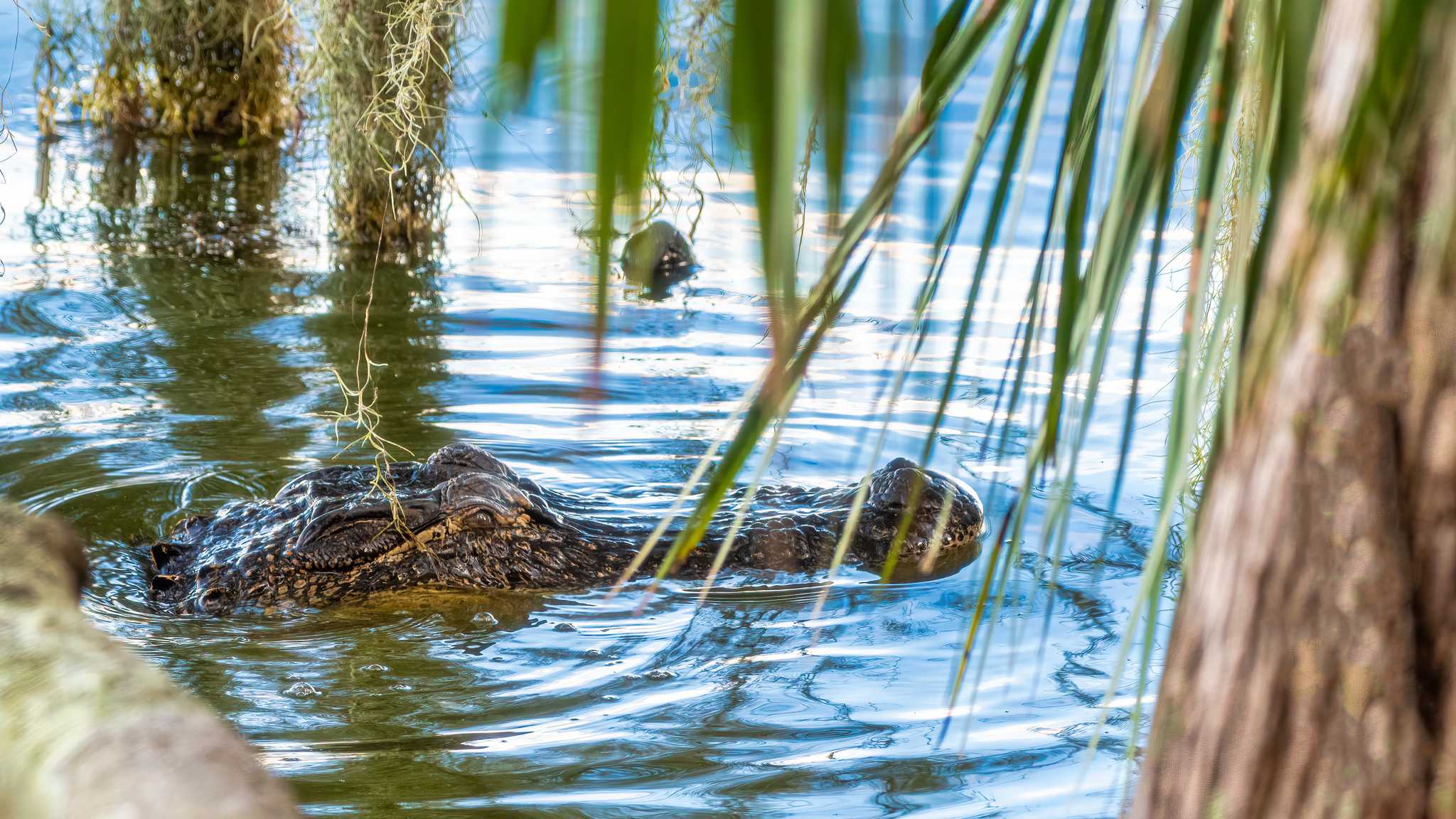 在 从 st-petersburg-fl-us 到 lakeland-fl-us 的途中，参观 Circle B Bar Reserve ，通过 Daytrip