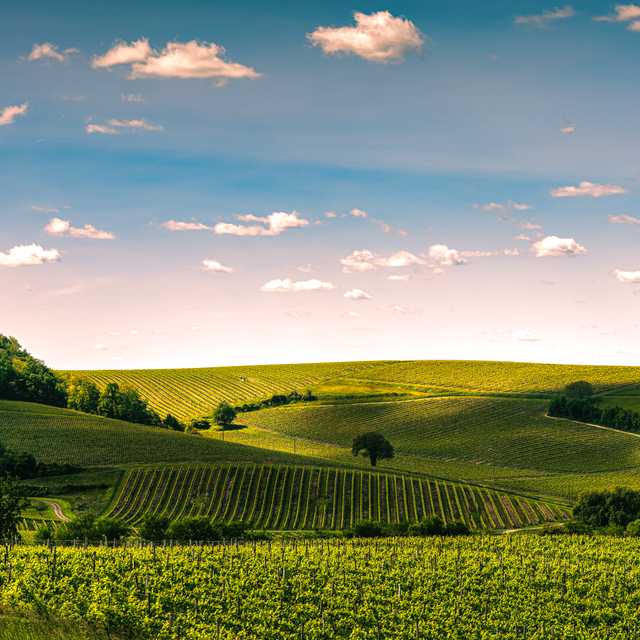 Bordeaux to Cognac and Jarnac: Private day trip