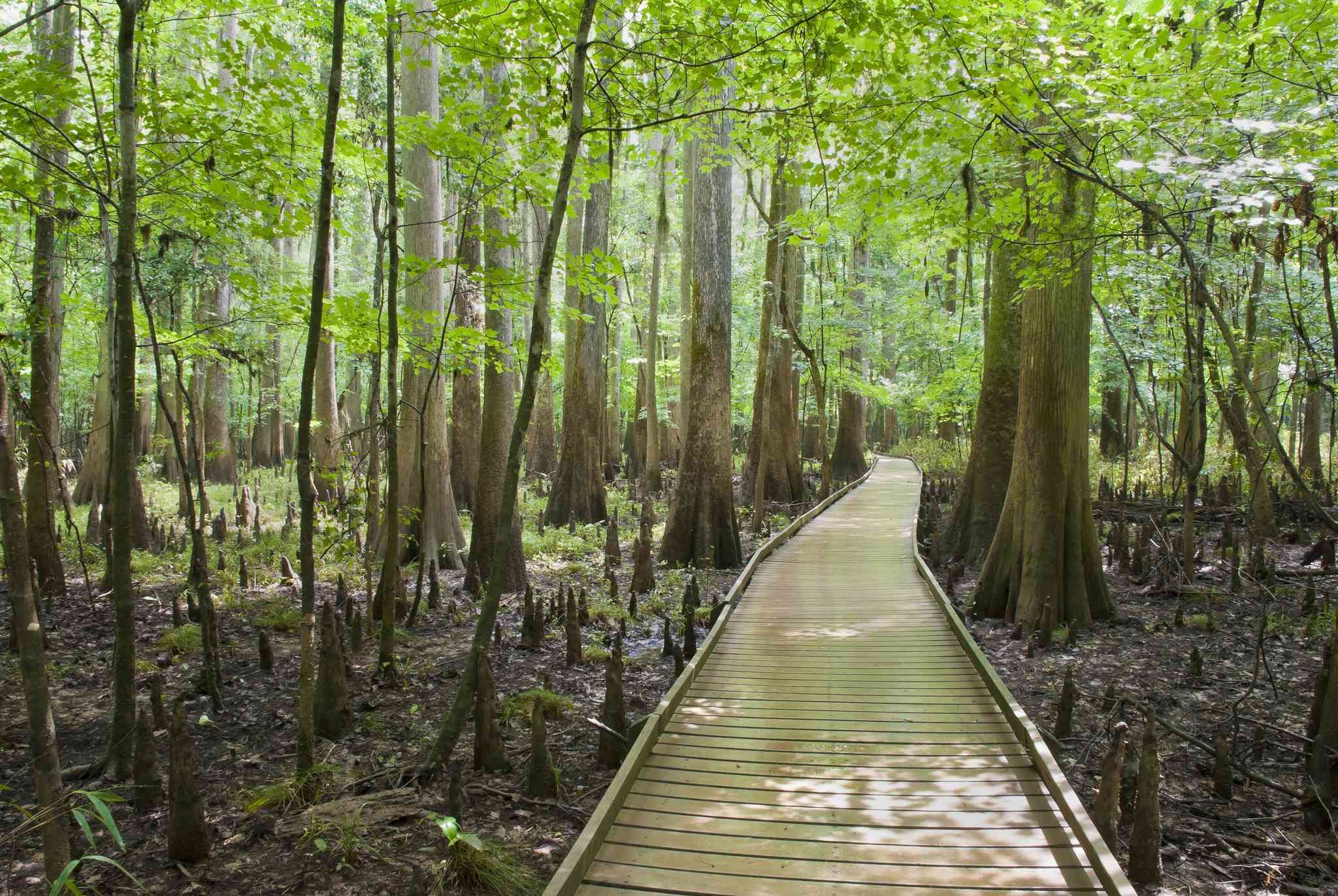 Parque Nacional Congaree