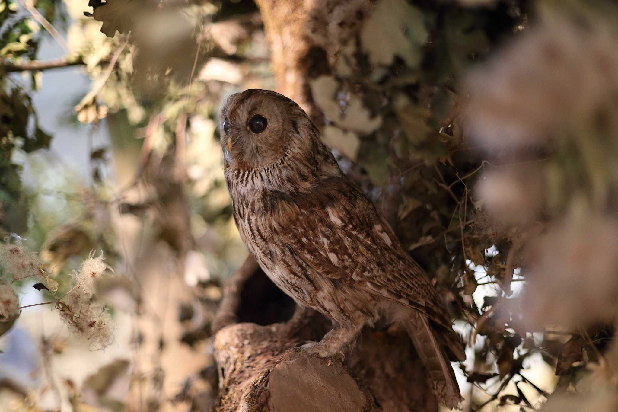 Visit Cook Museum of Natural Science on the way from pensacola-fl-us to huntsville-al-us with Daytrip