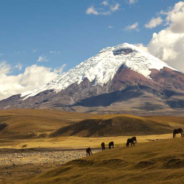 Quito to Cotopaxi National Park: Private day trip