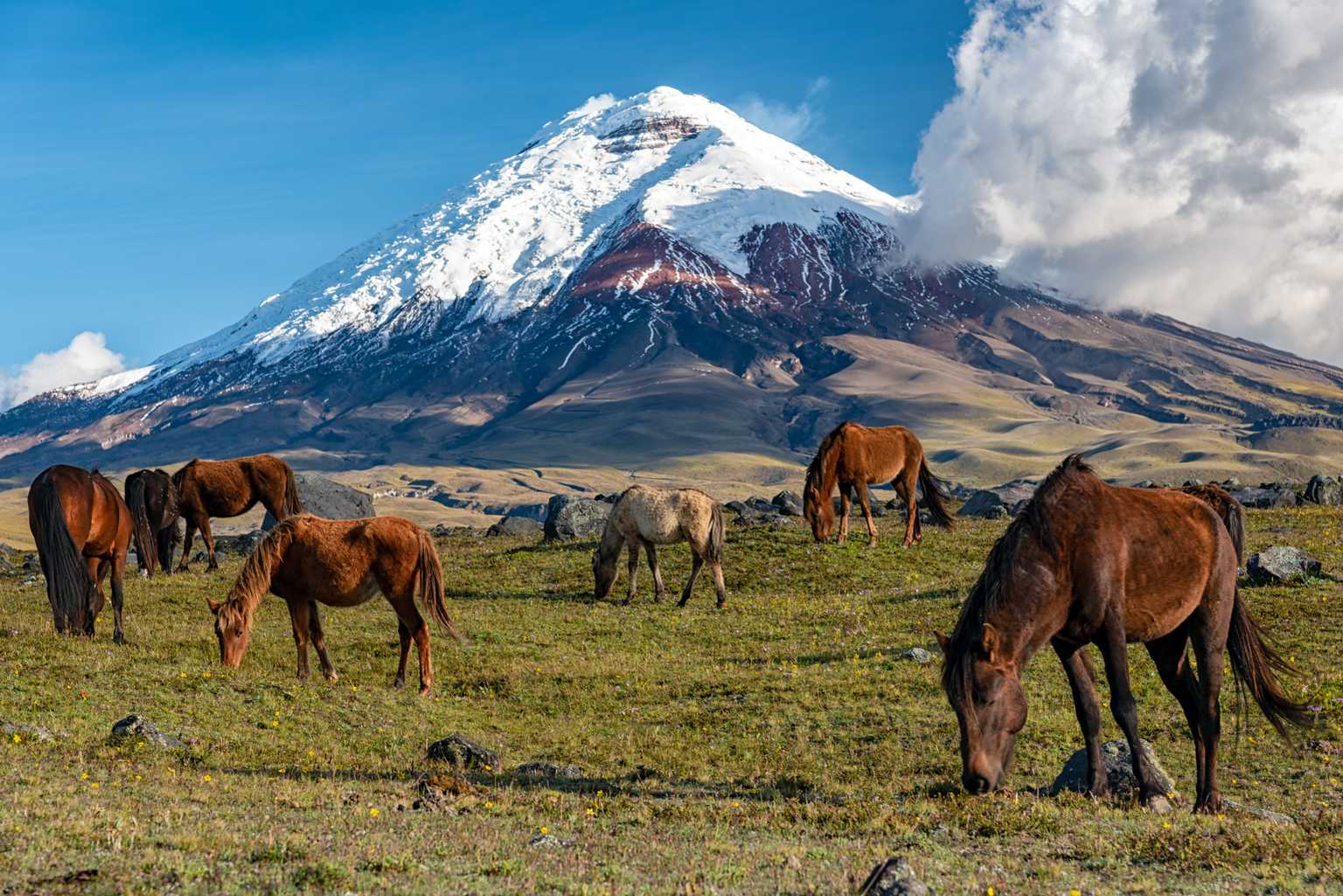Private Day Trip From Quito To Cotopaxi National Park And Back