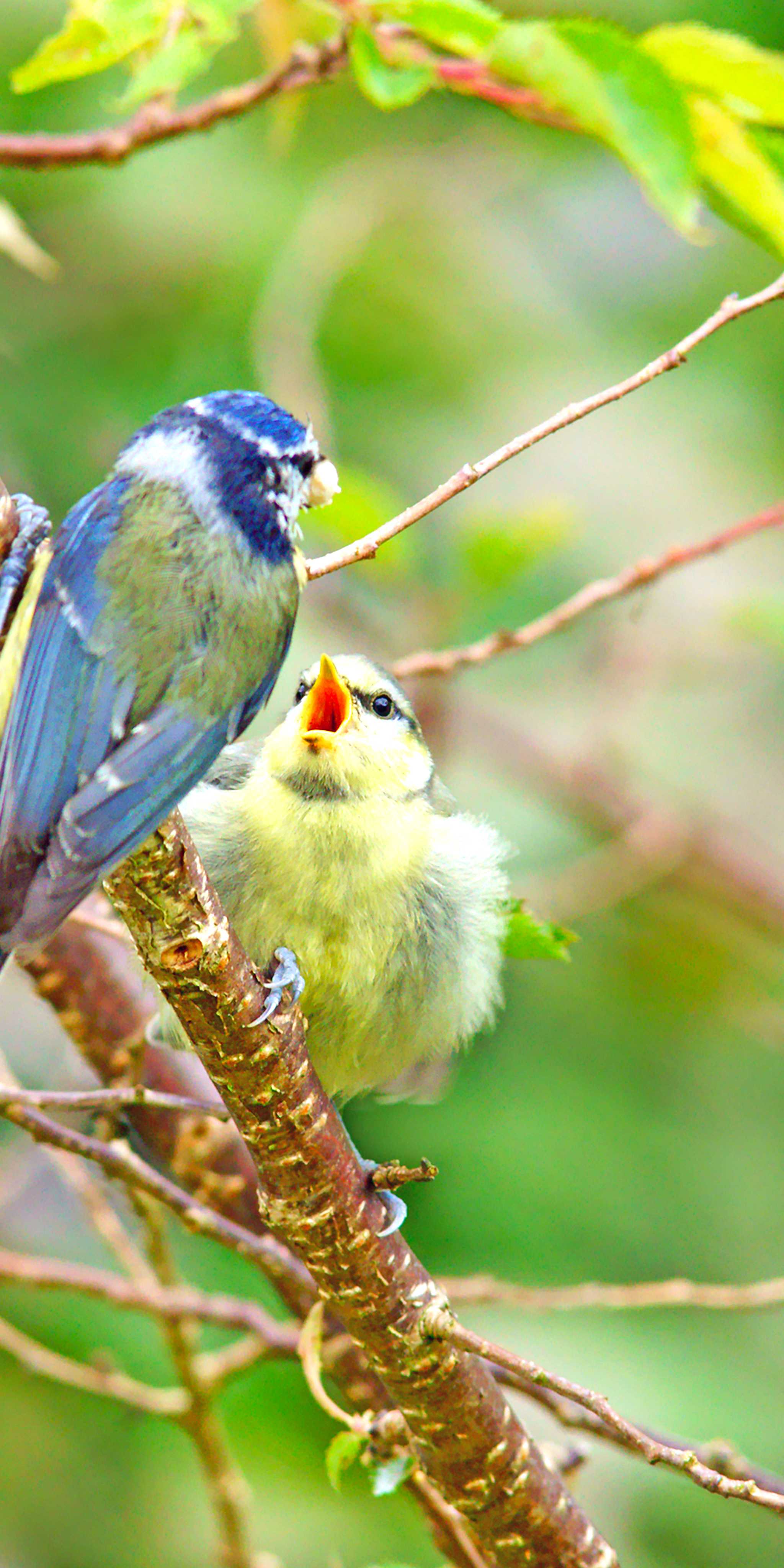 科茨沃尔德野生动物园及花园