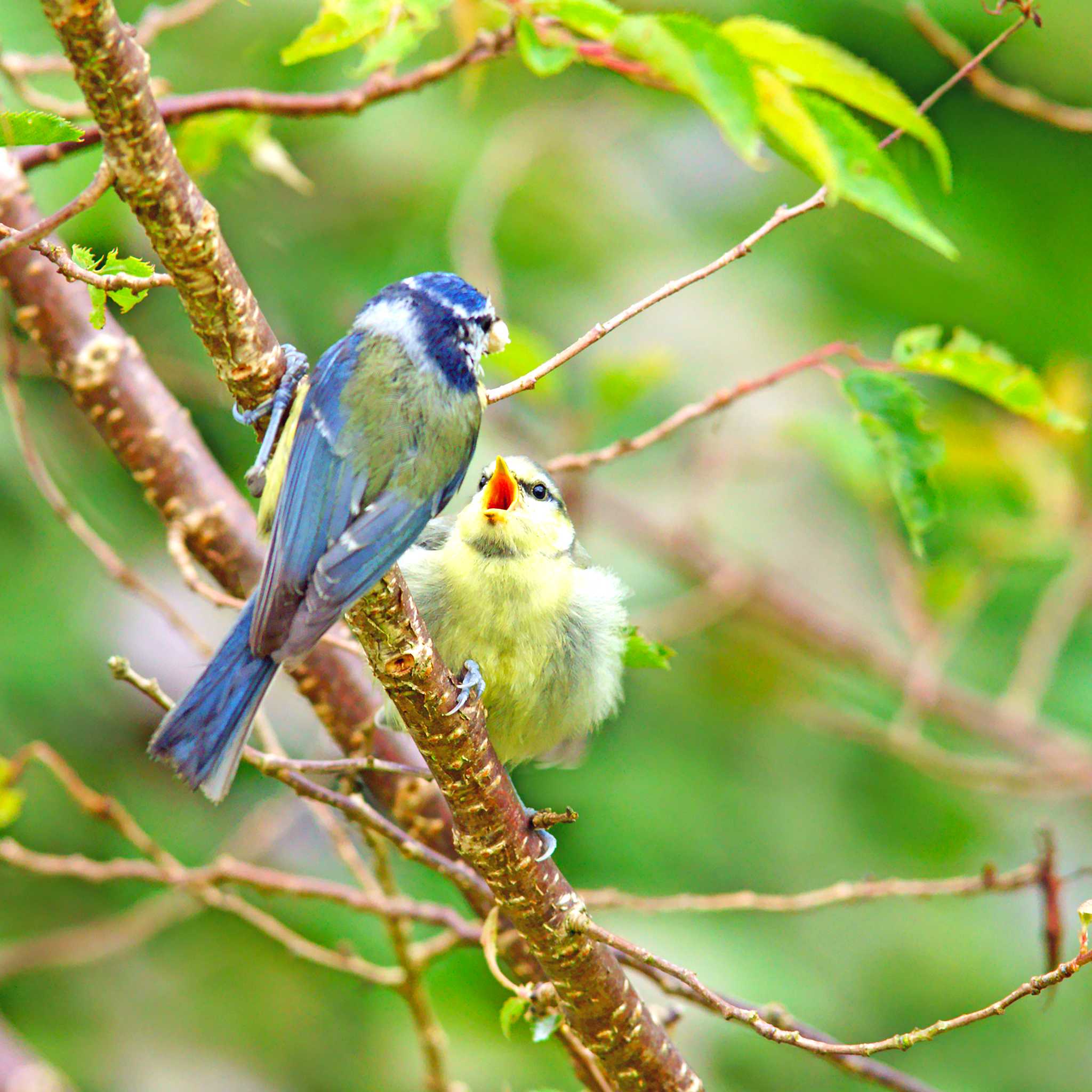 Cotswold Wildlife Park and Gardens