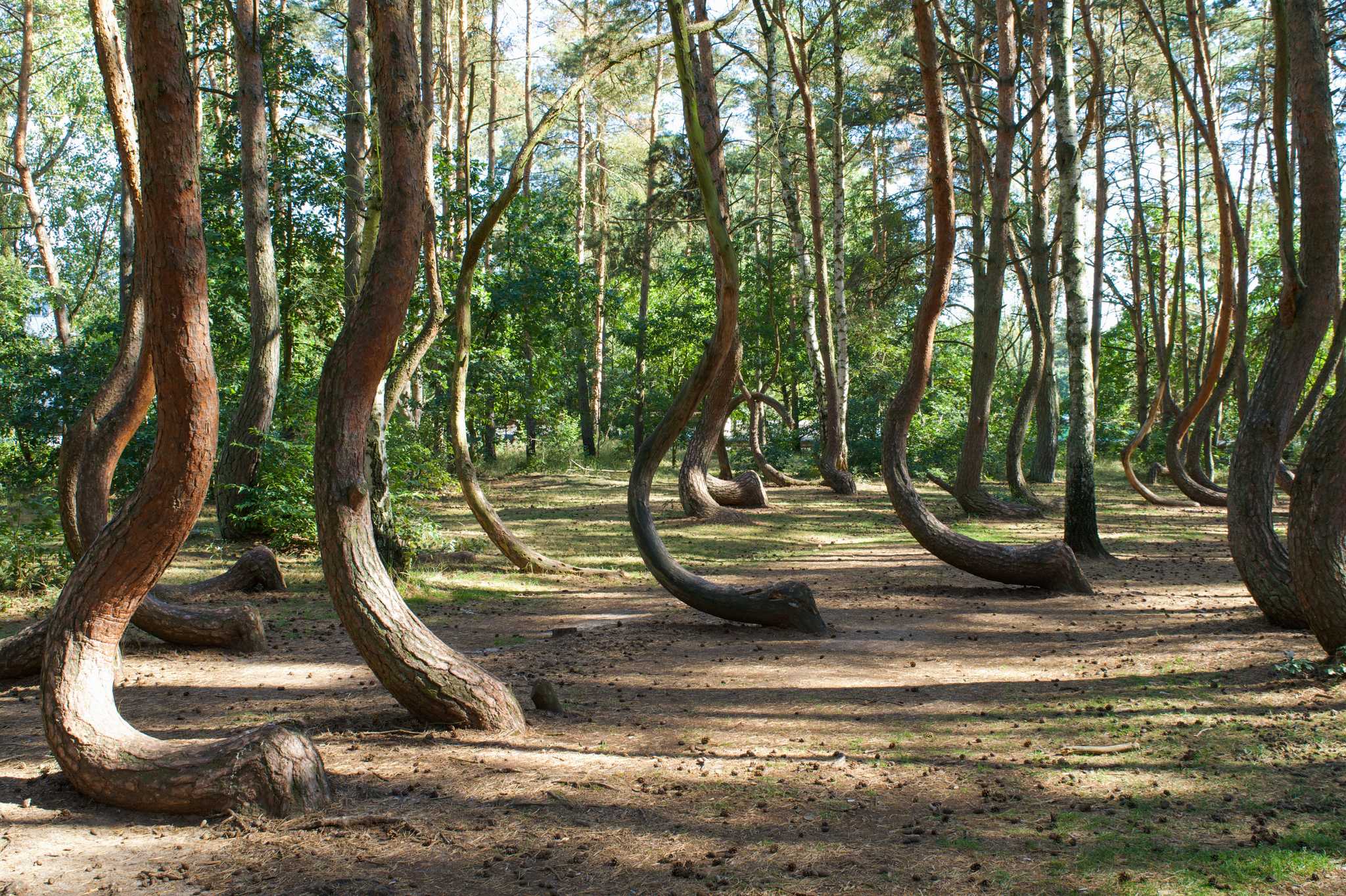 Visit Crooked Forest on the way from stralsund-de to berlin-de with Daytrip