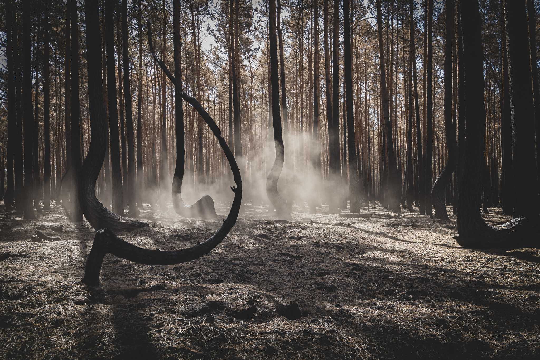 Eerie, foggy photo of the J-shaped trees of Poland’s crooked forest, contrasted with straight trees in the background.