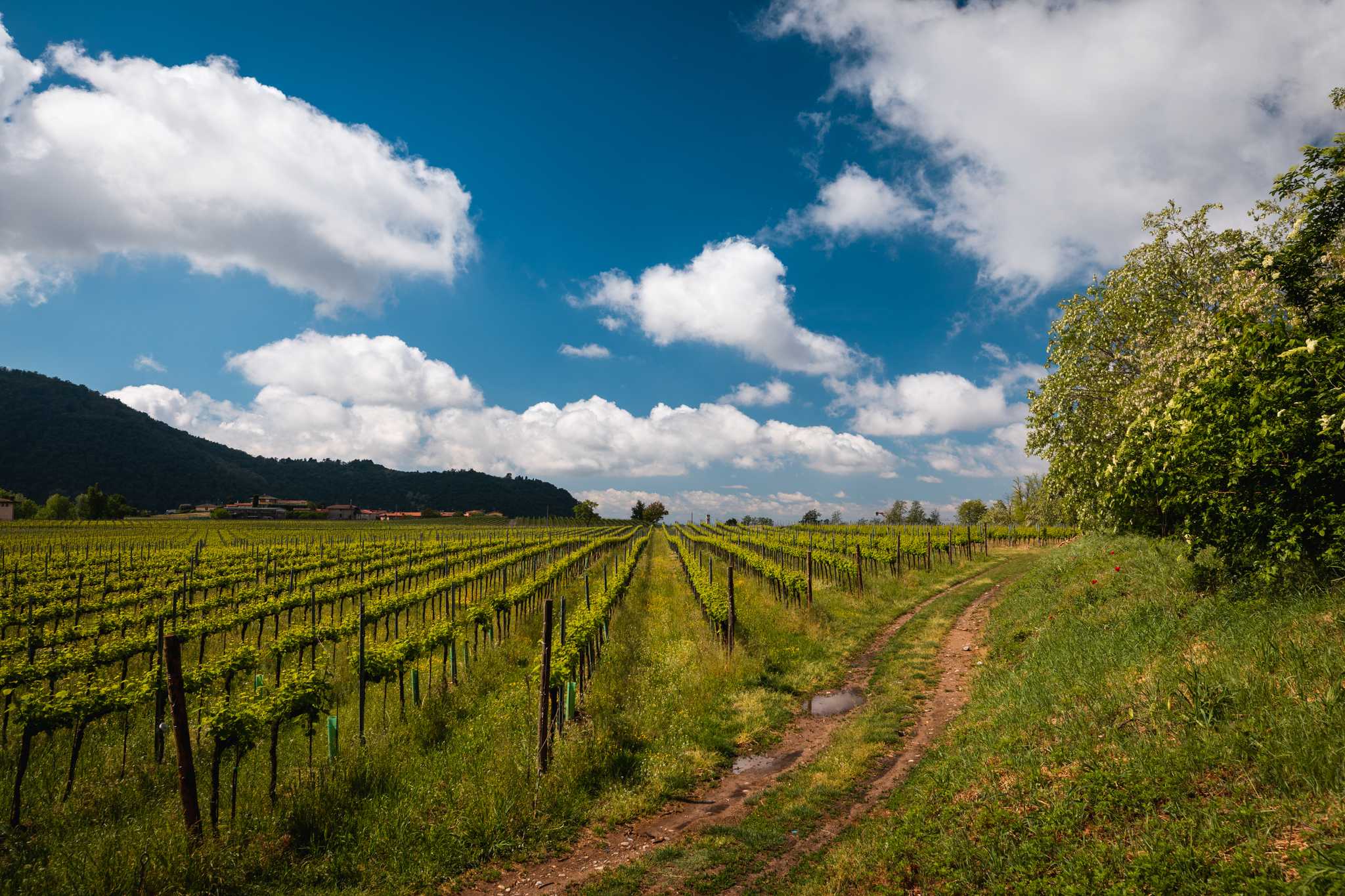 Visit Crossing Vineyards and Winery on the way from new-york-city-ny-us to washington-dc-us with Daytrip