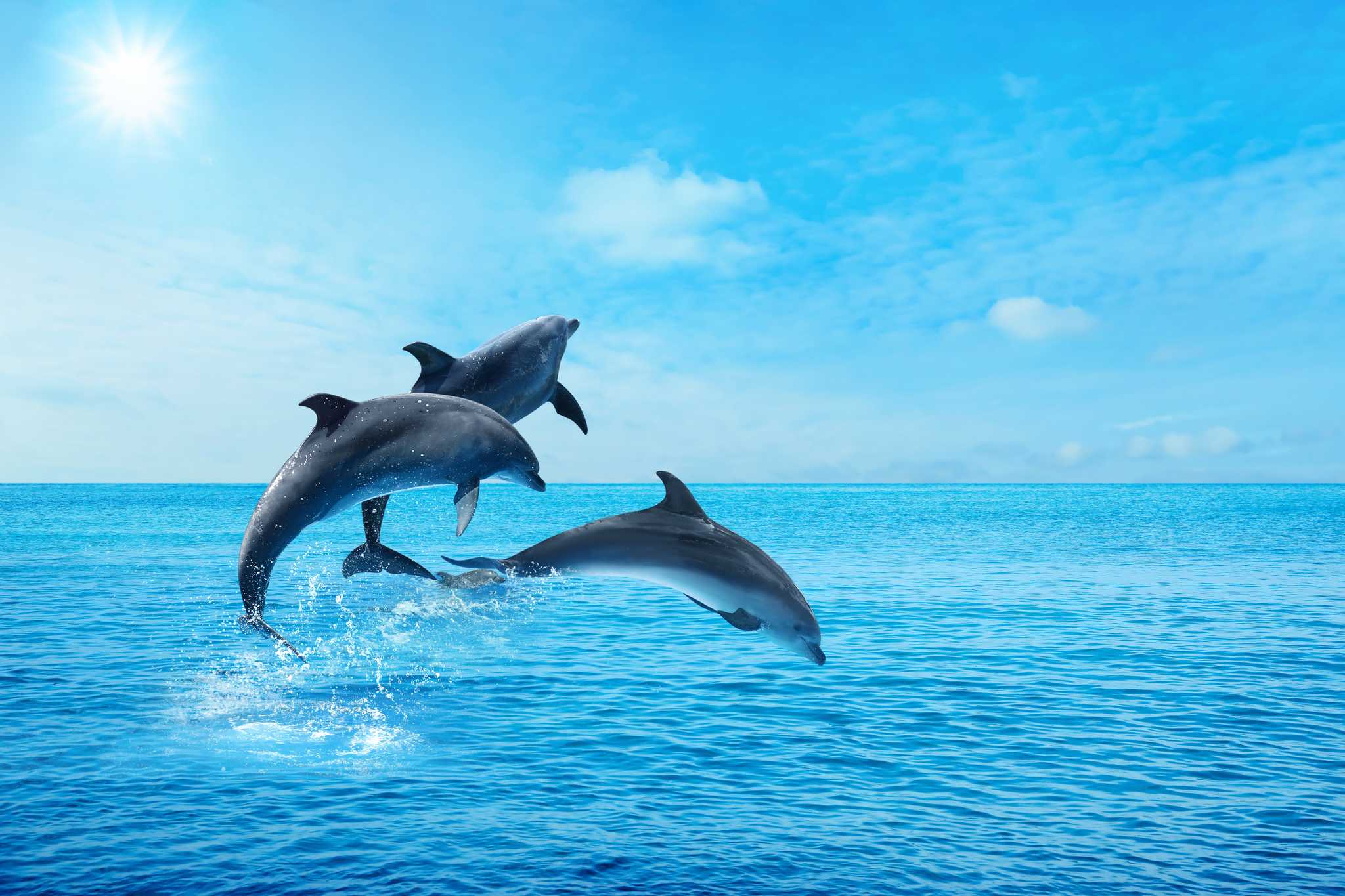 islamorada-fl-us에서 key-west-international-airport-us으로 가는 길에 Daytrip 으로 Dolphin Research Center 방문하기