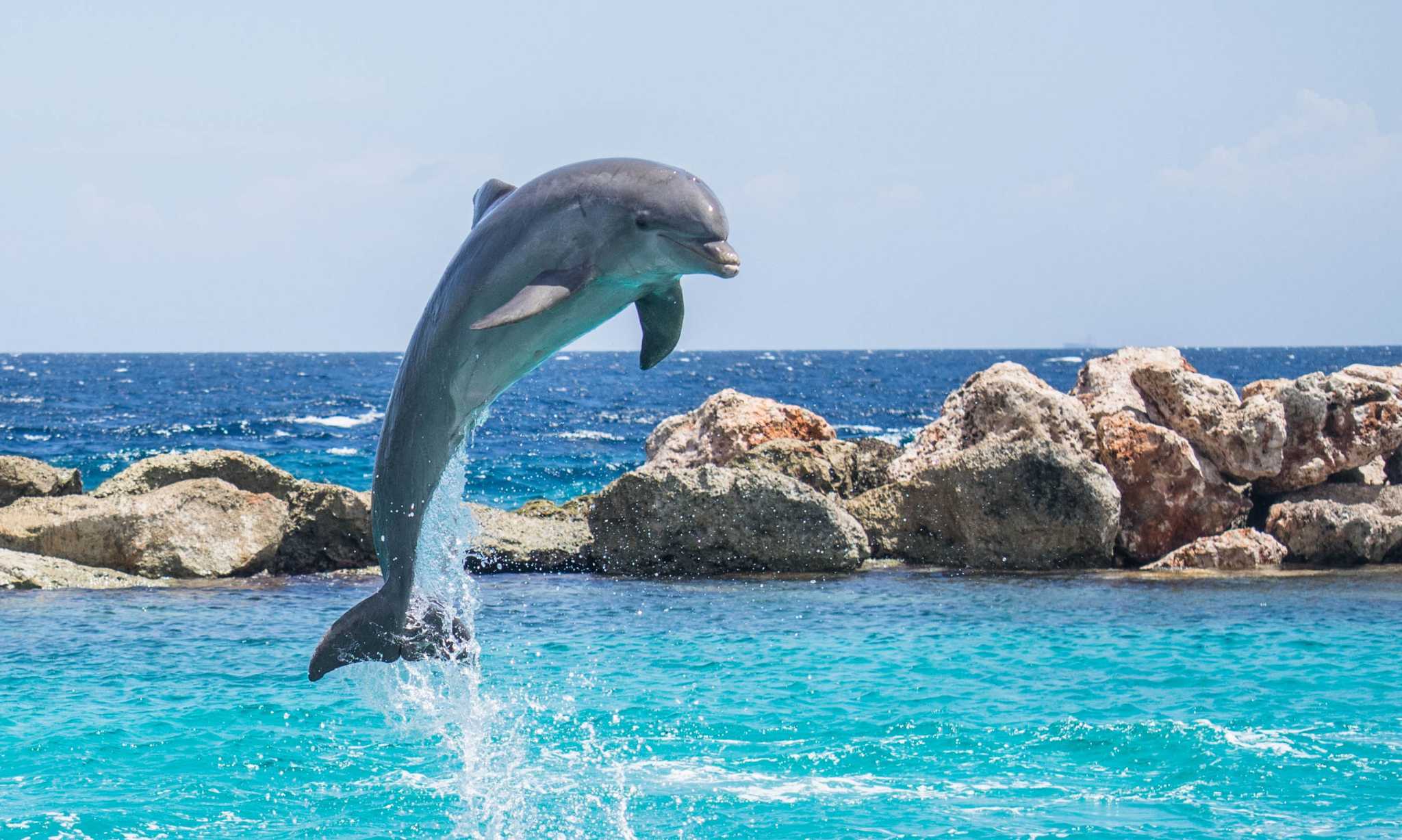 在 从 north-key-largo-fl-us 到 key-west-international-airport-us 的途中，参观 Dolphins Plus Bayside ，通过 Daytrip