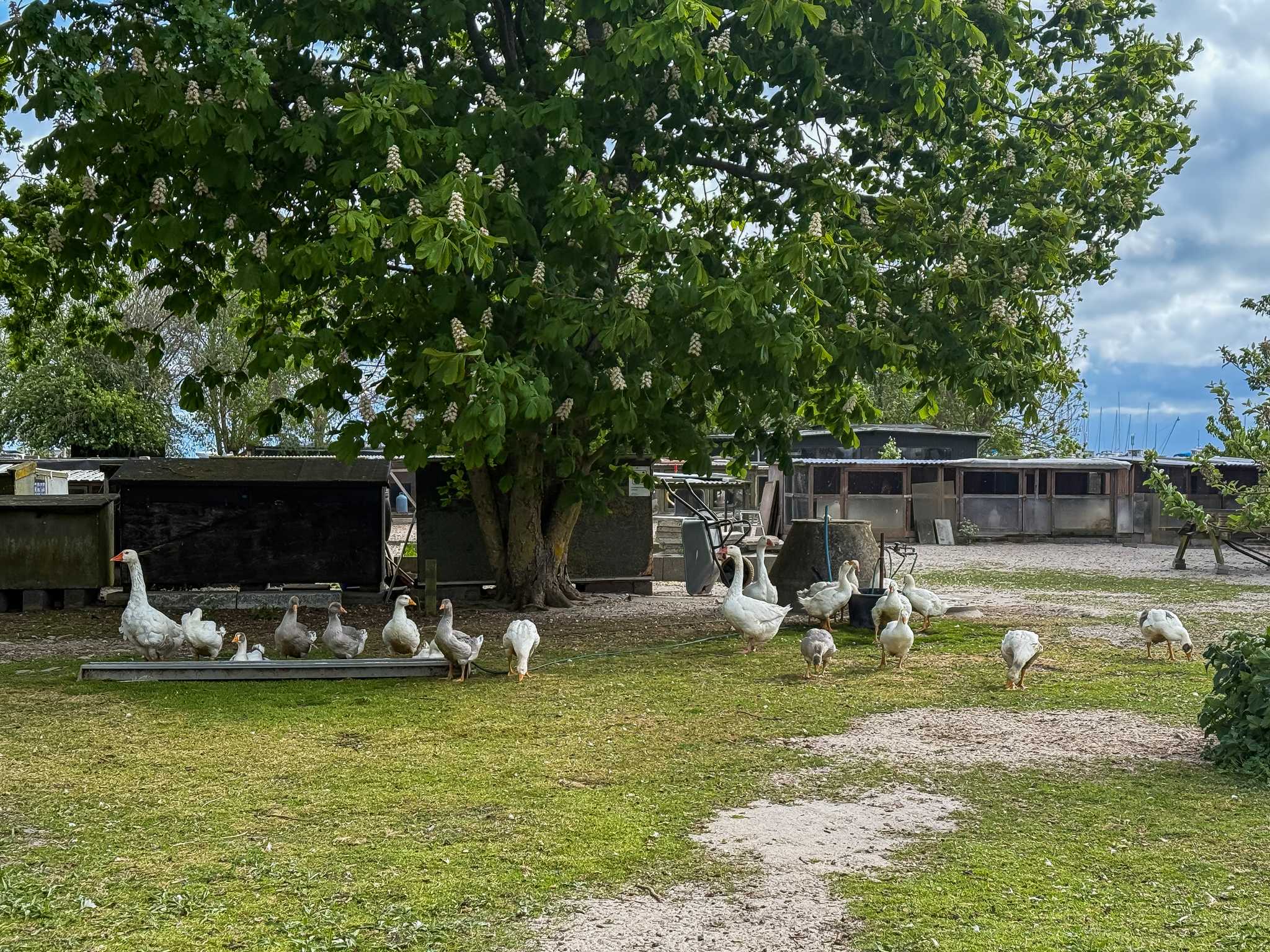 行程在私人 日游 从 Copenhagen 到 Dragor 的 停靠点