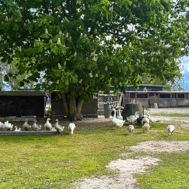 Quirky Scandinavia: Private day trip from Copenhagen