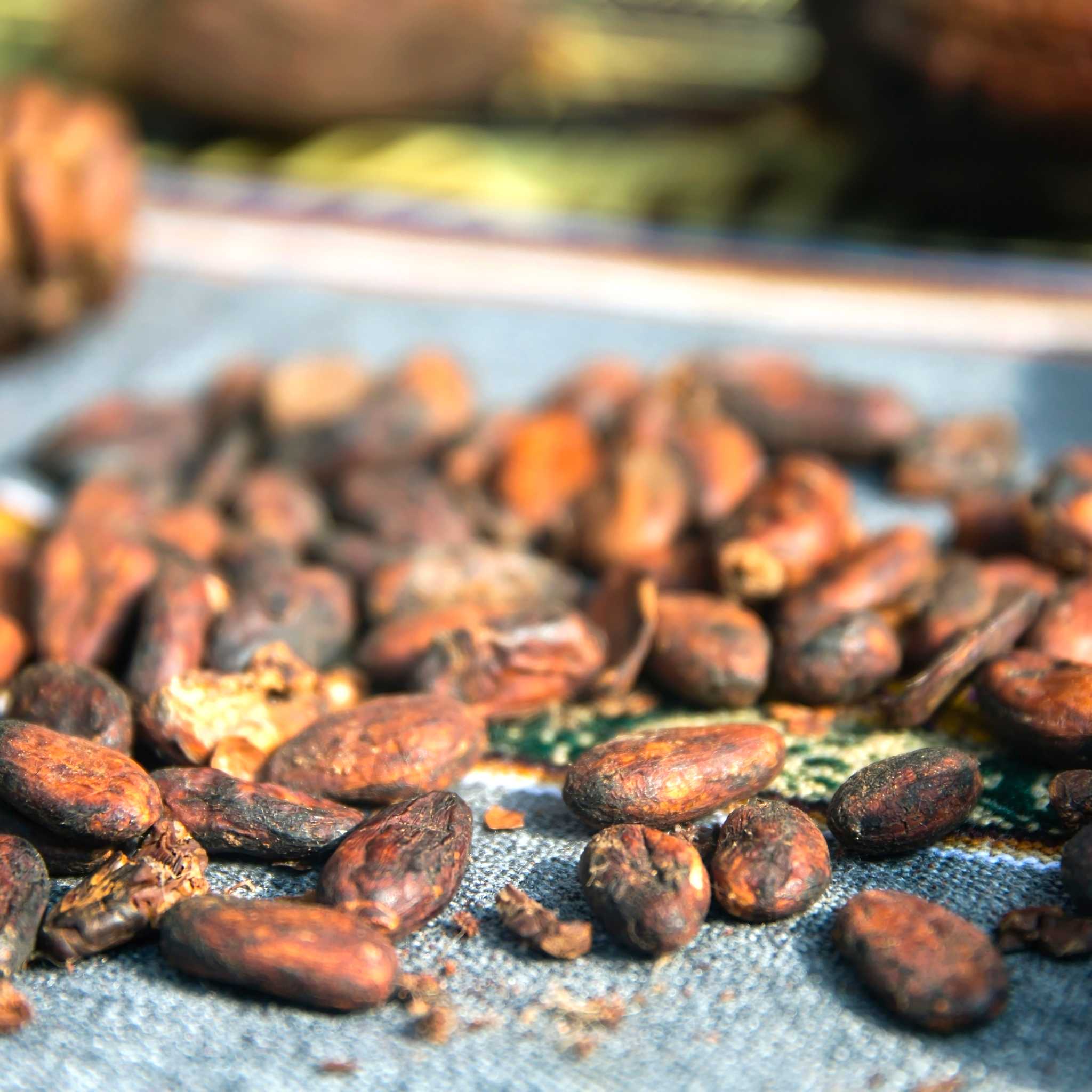 DRUPA Interactive Chocolate Museum