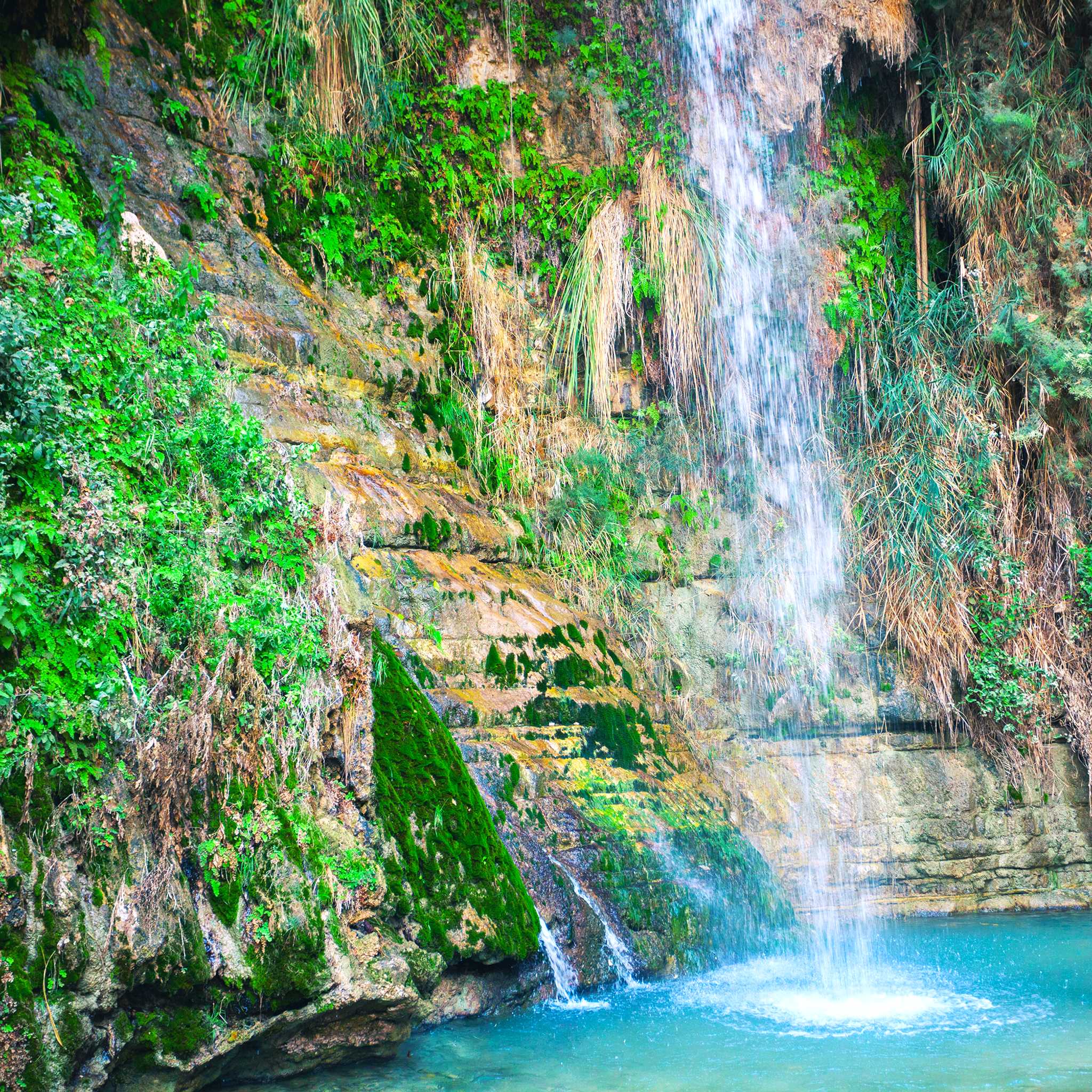 Ein Gedi