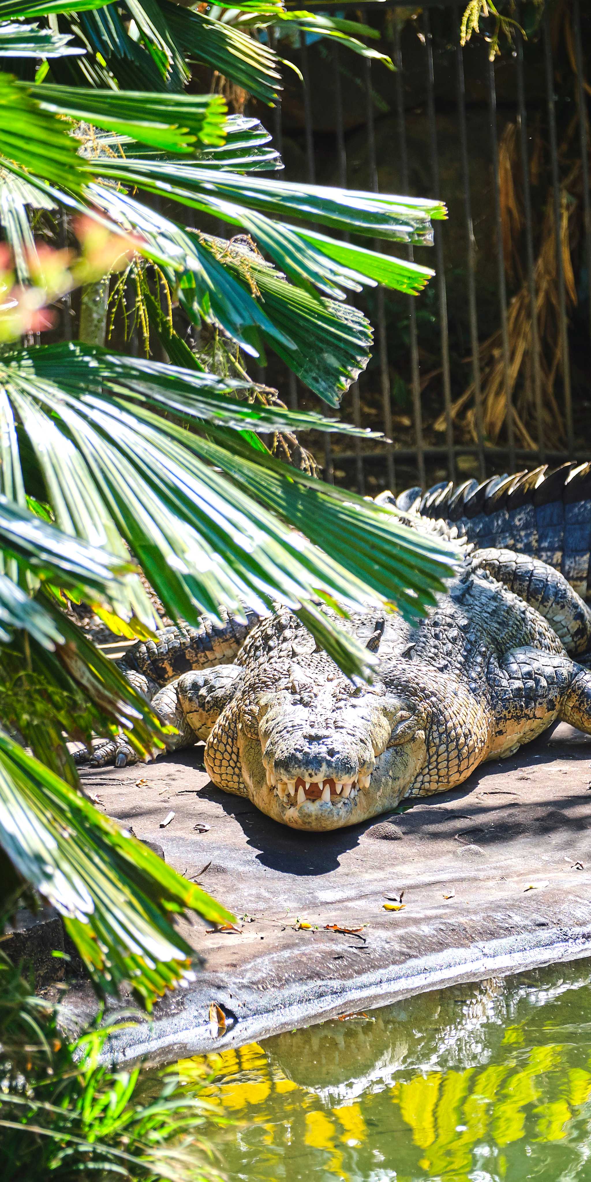 El Cora Krokodilschutzgebiet
