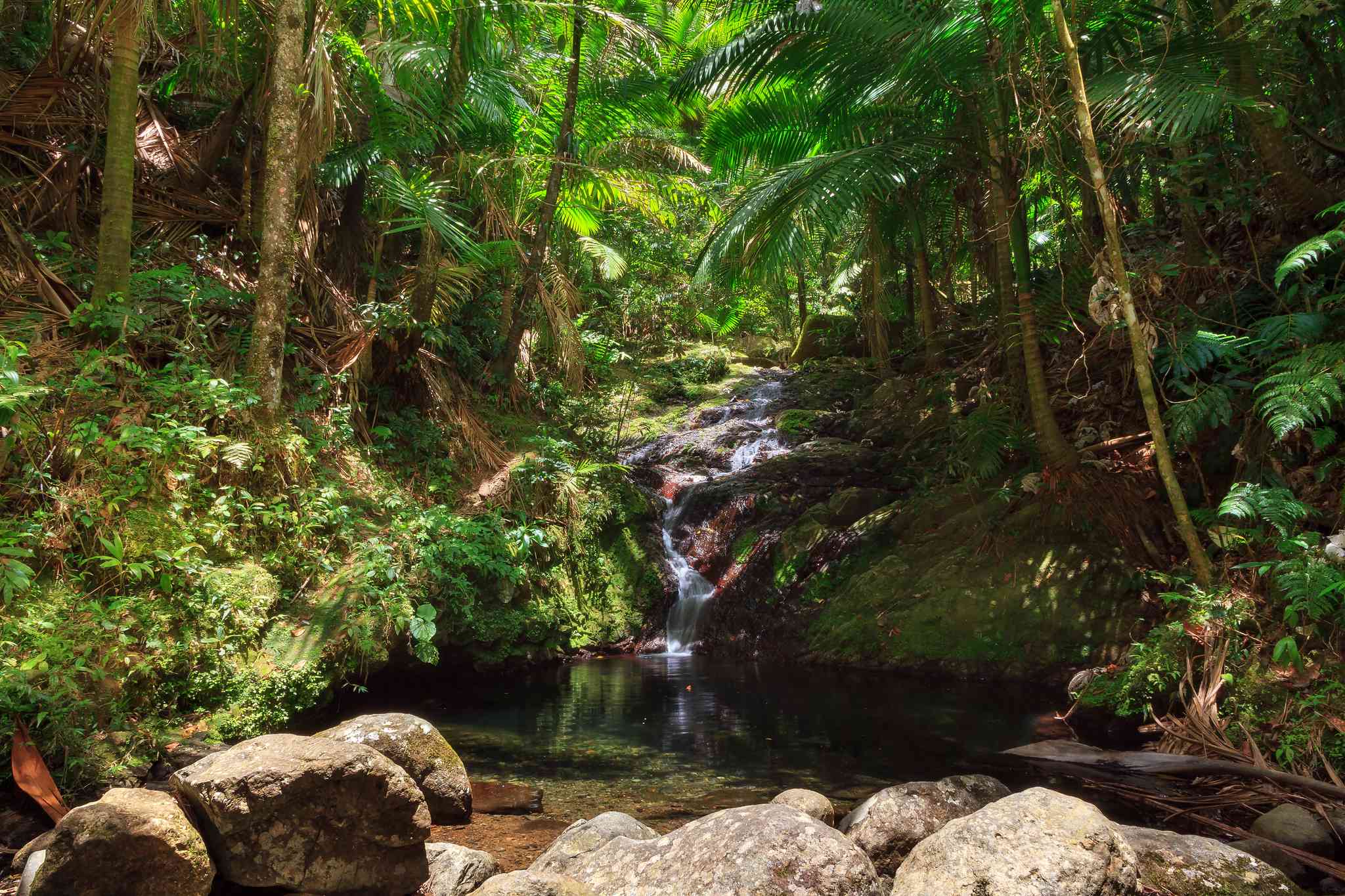 Scenic view of El Yunque National Forest - Angelito Trail - private day trip from San Juan - photo 2