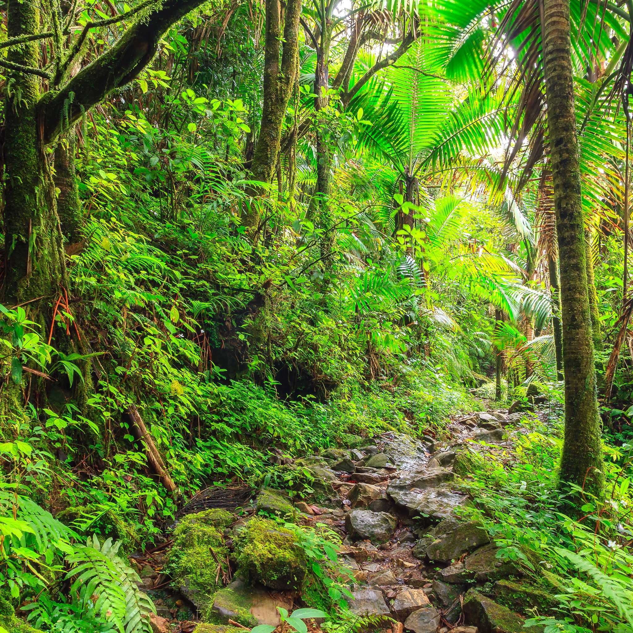 El Yunque National Forest - Angelito Trail