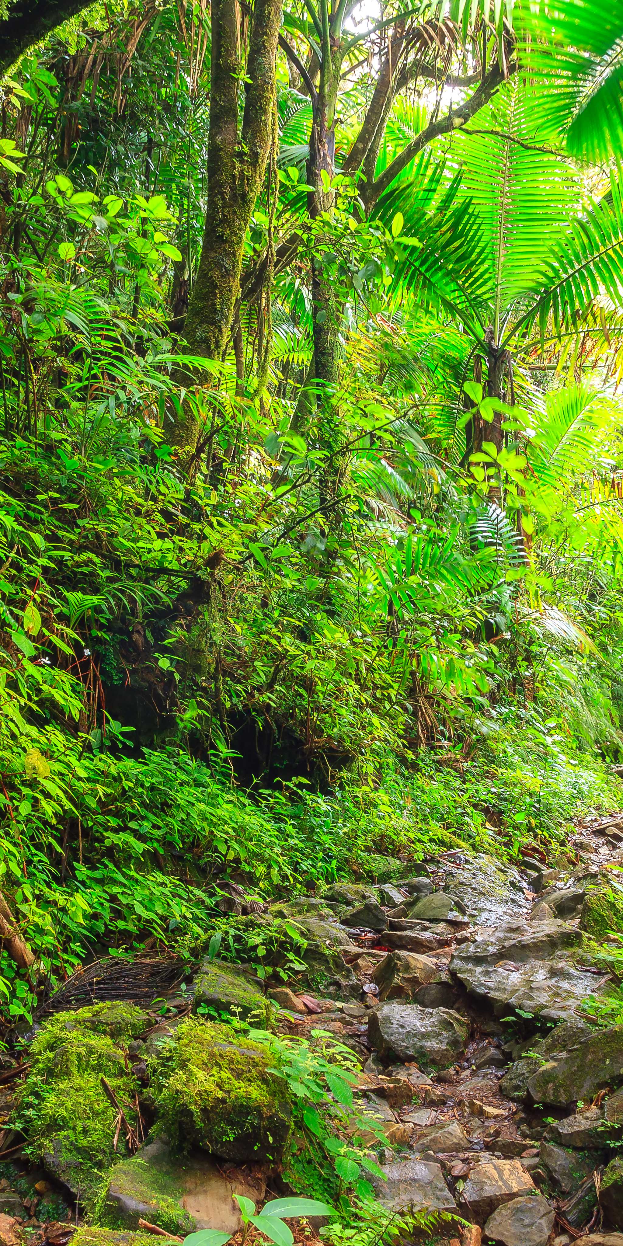 El Yunque National Forest - Angelito Trail