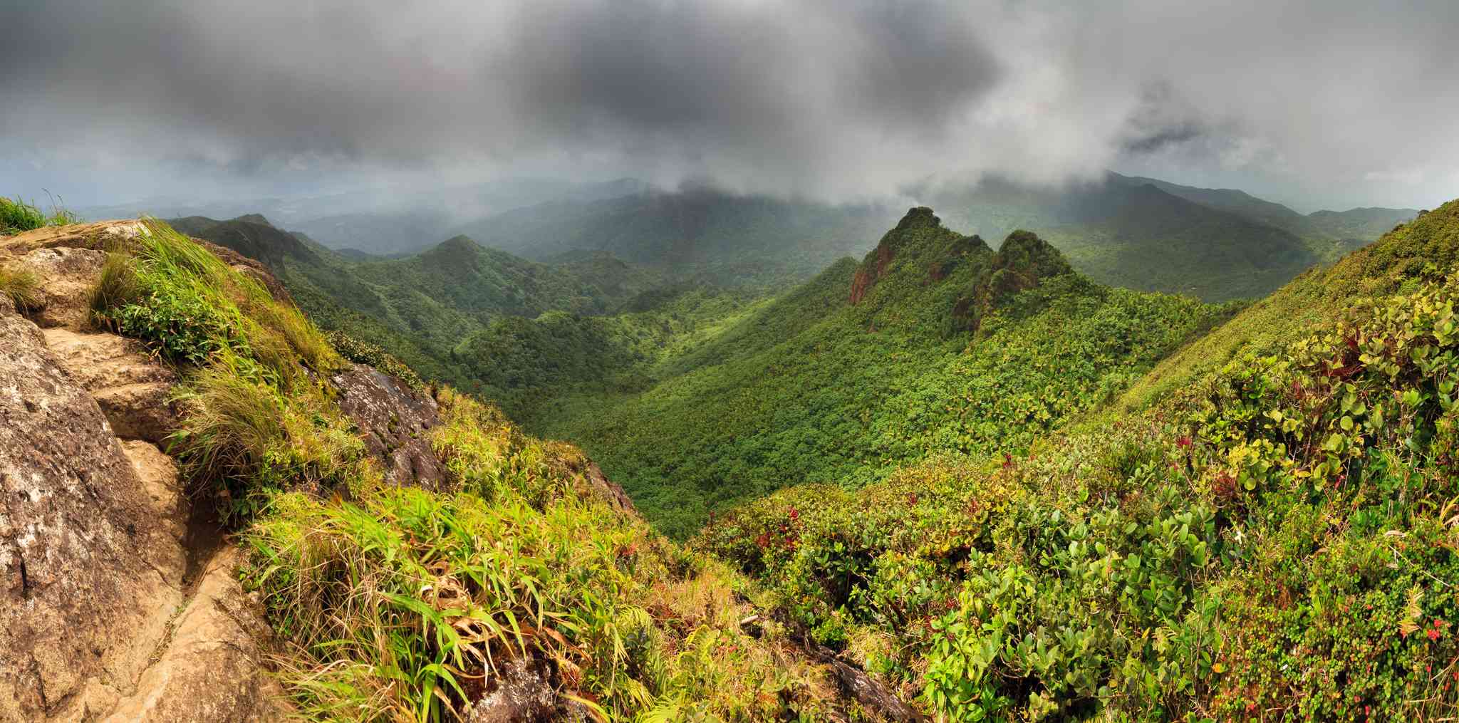 Scenic view of El Yunque National Forest - Angelito Trail - private day trip from San Juan - photo 3
